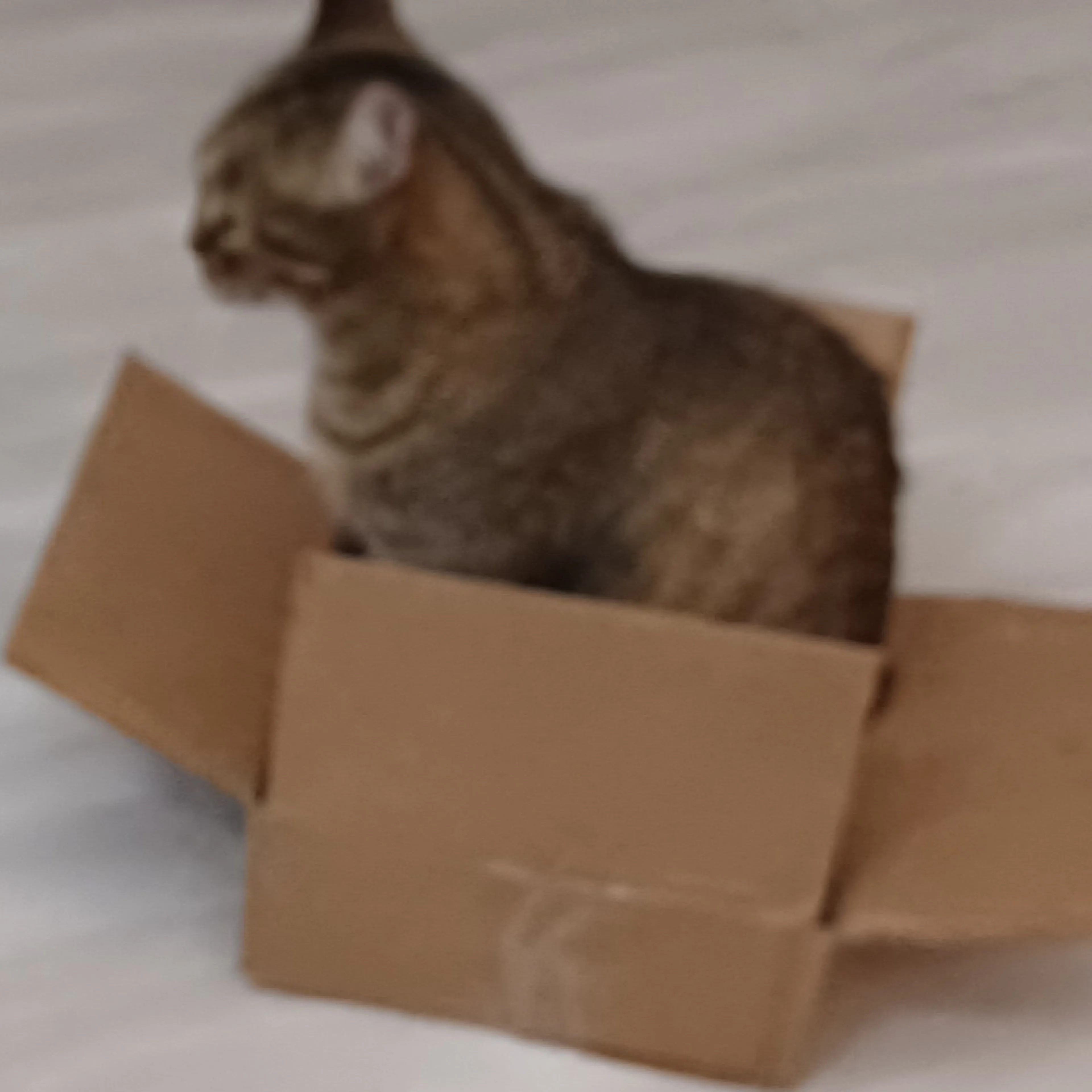 cdn image