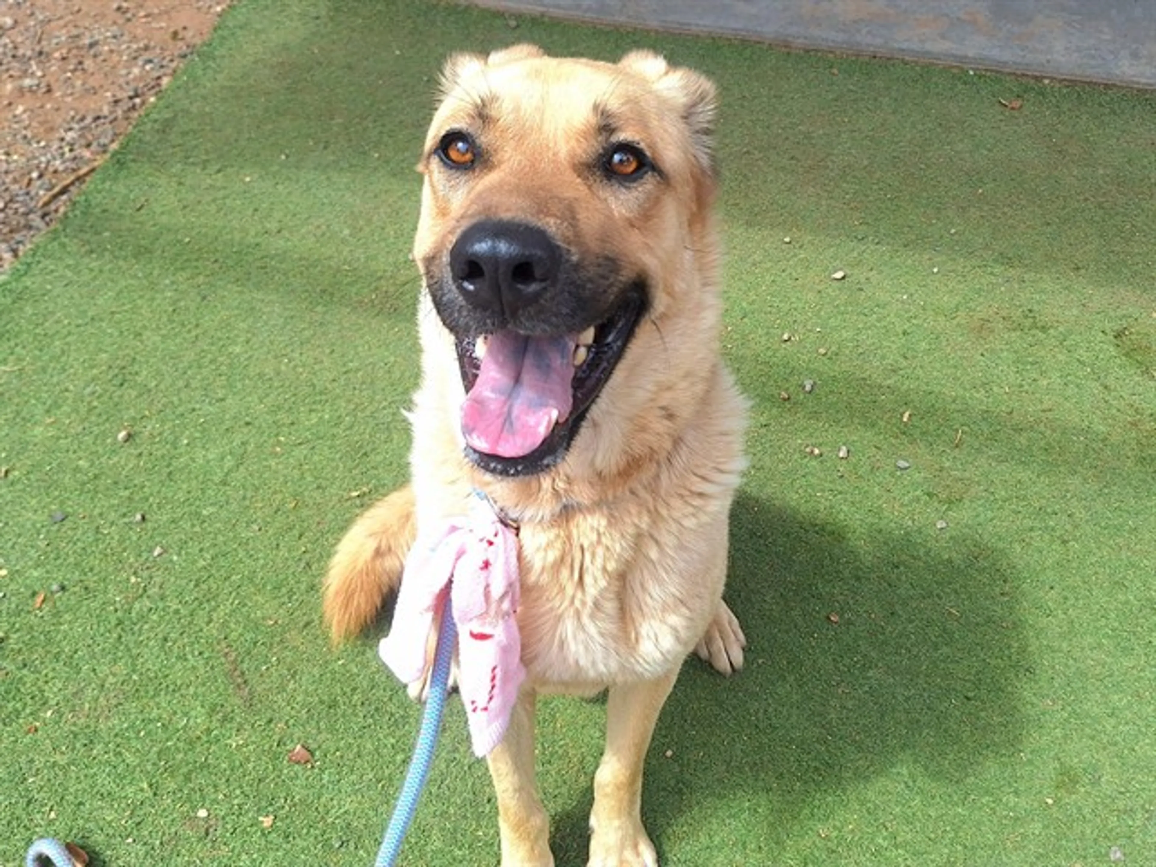 cdn image