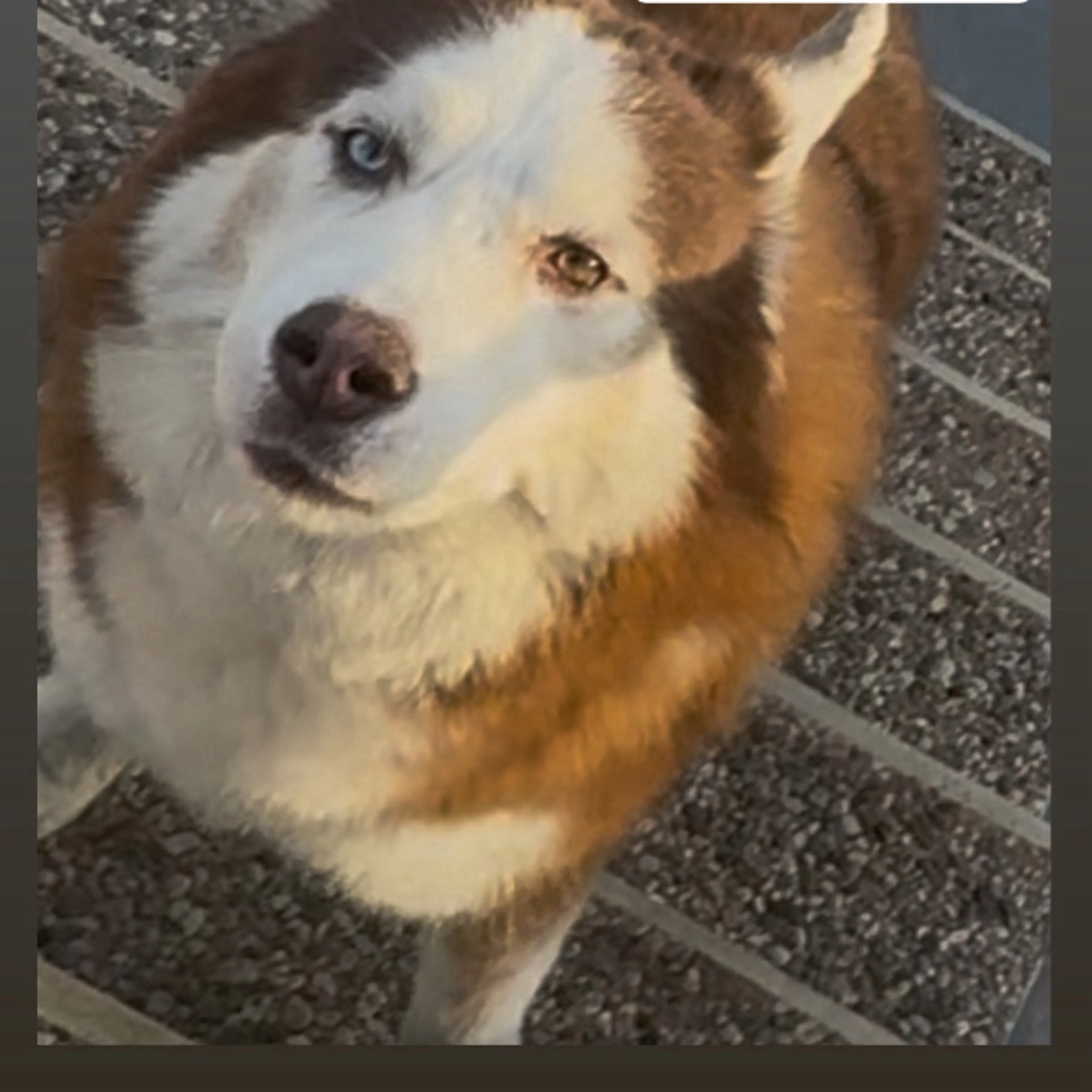 cdn image