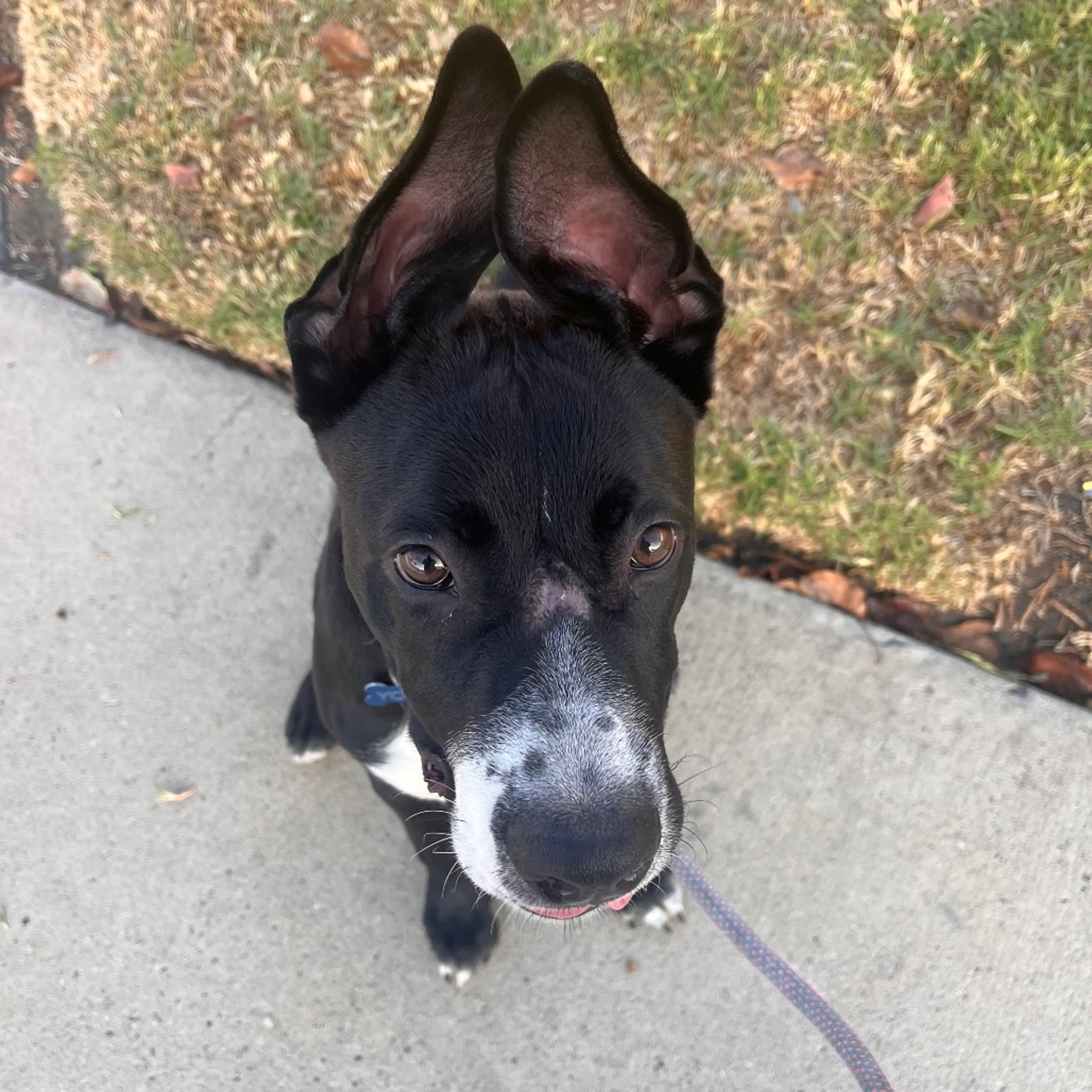 cdn image