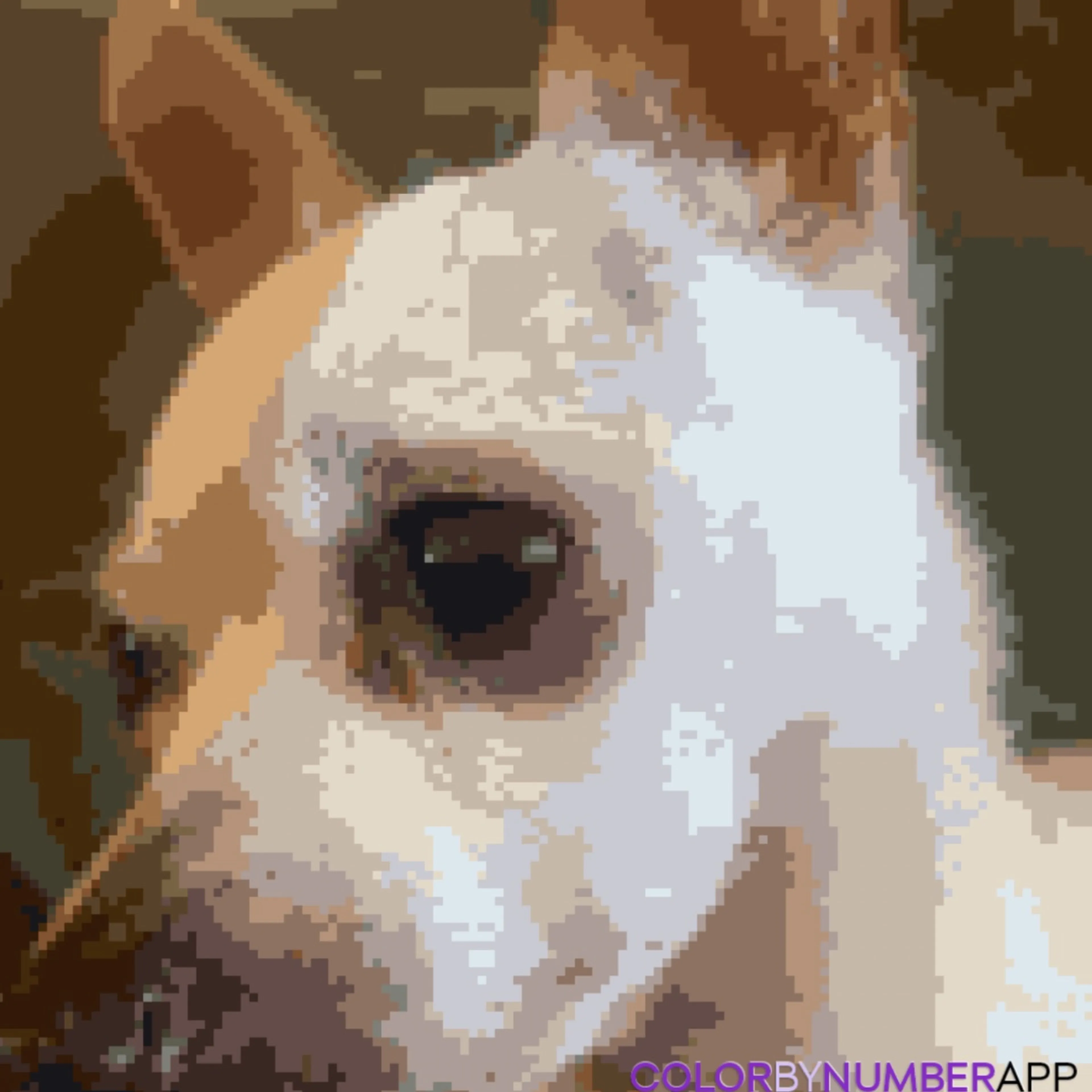 cdn image