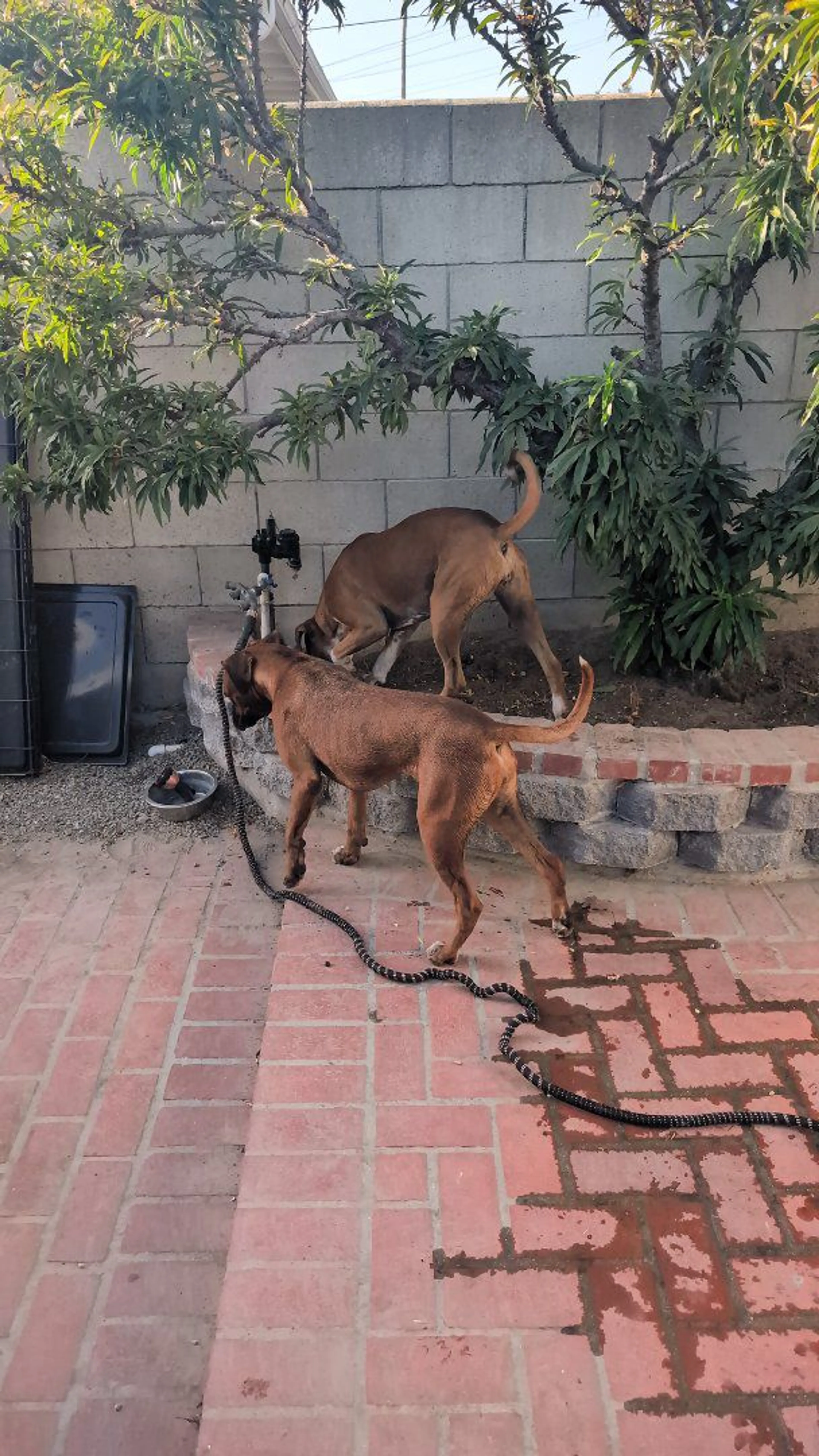 cdn image