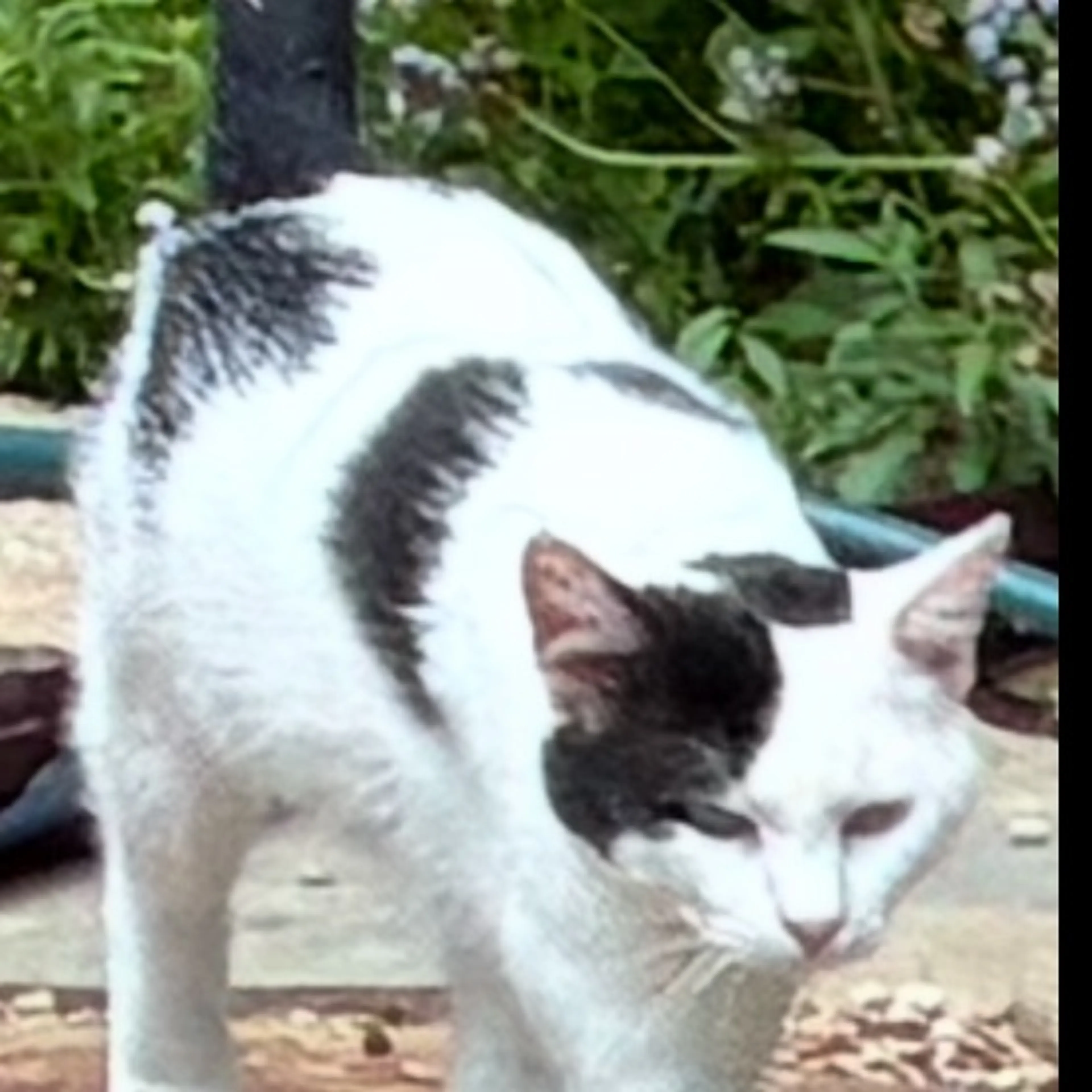 cdn image