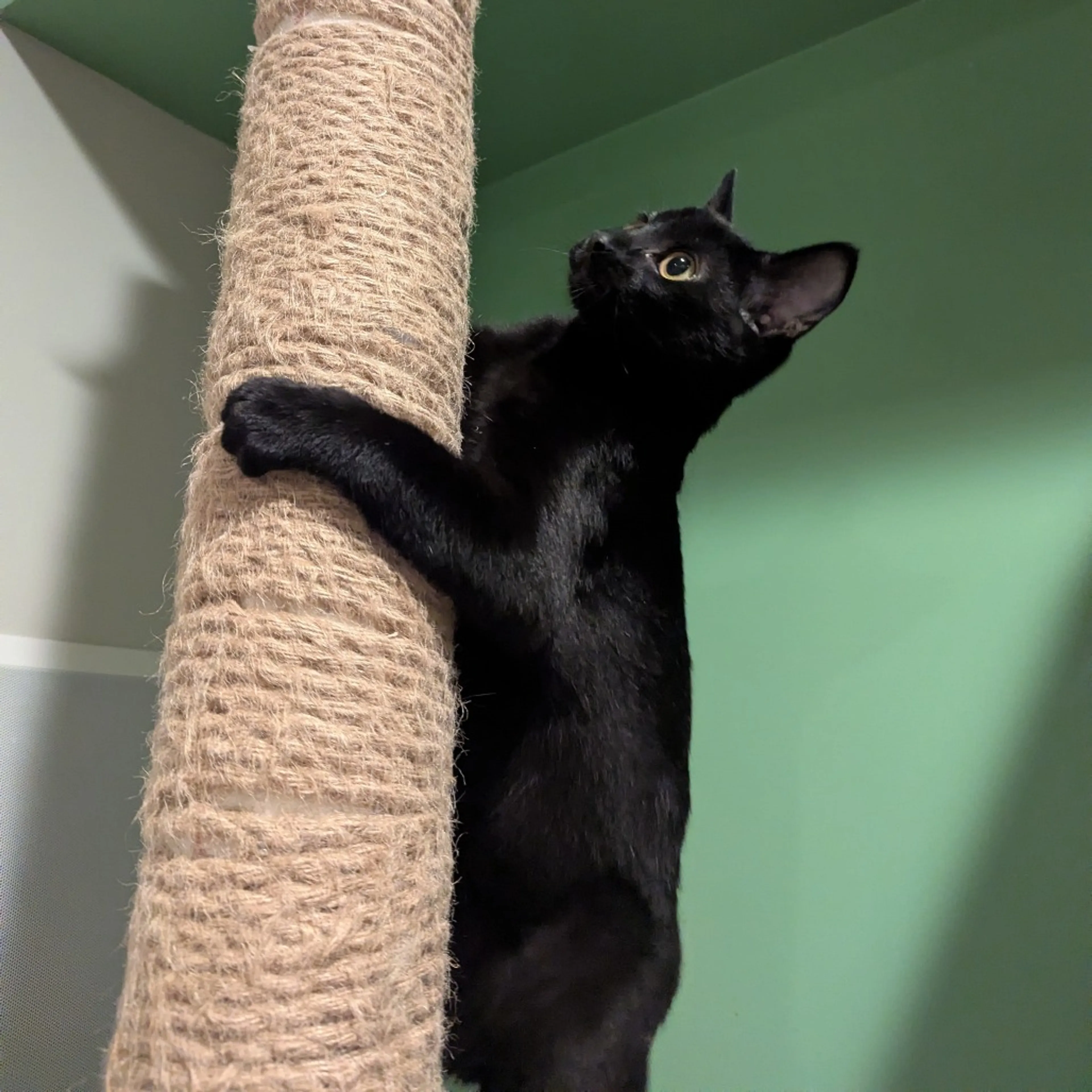 cdn image