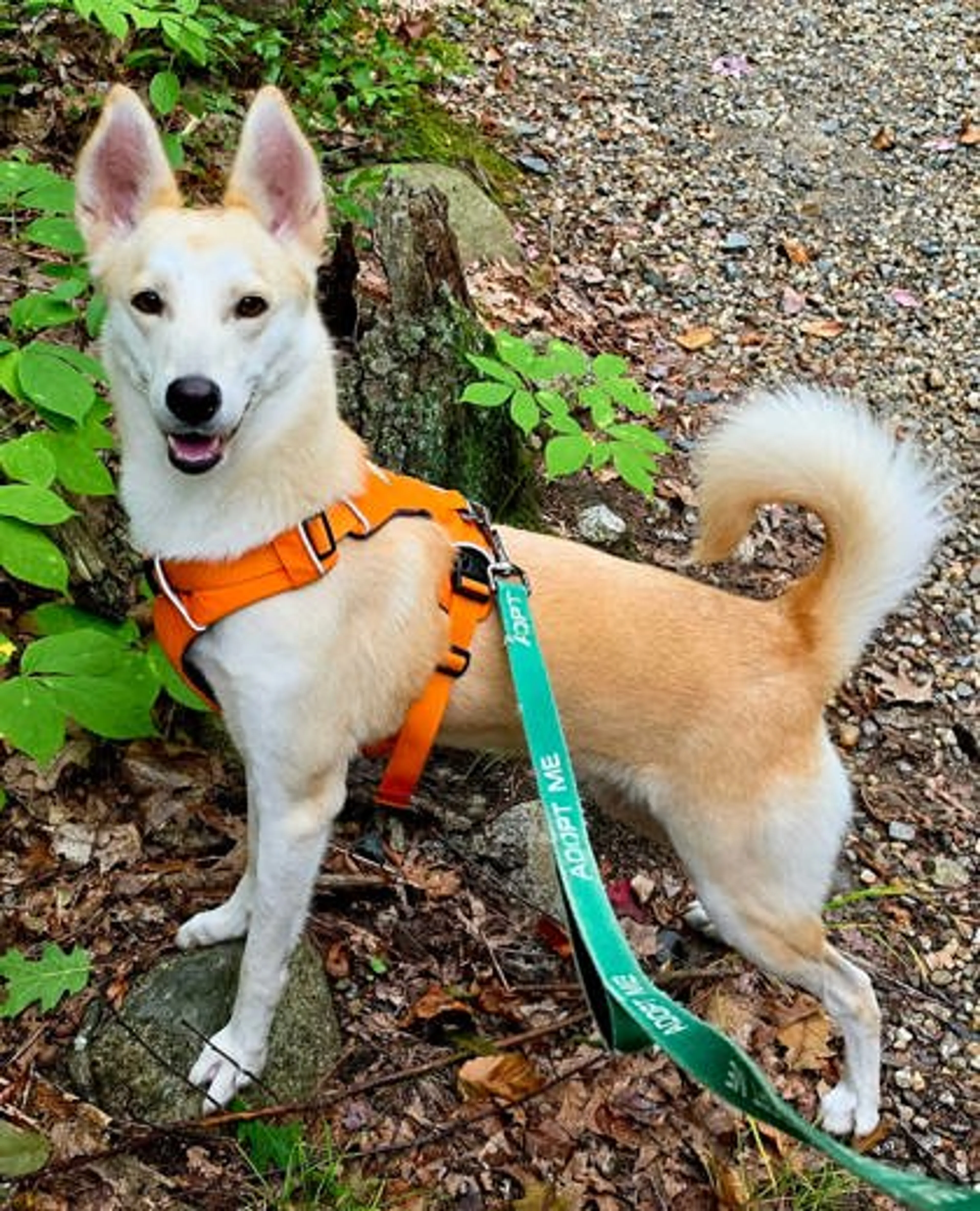 cdn image