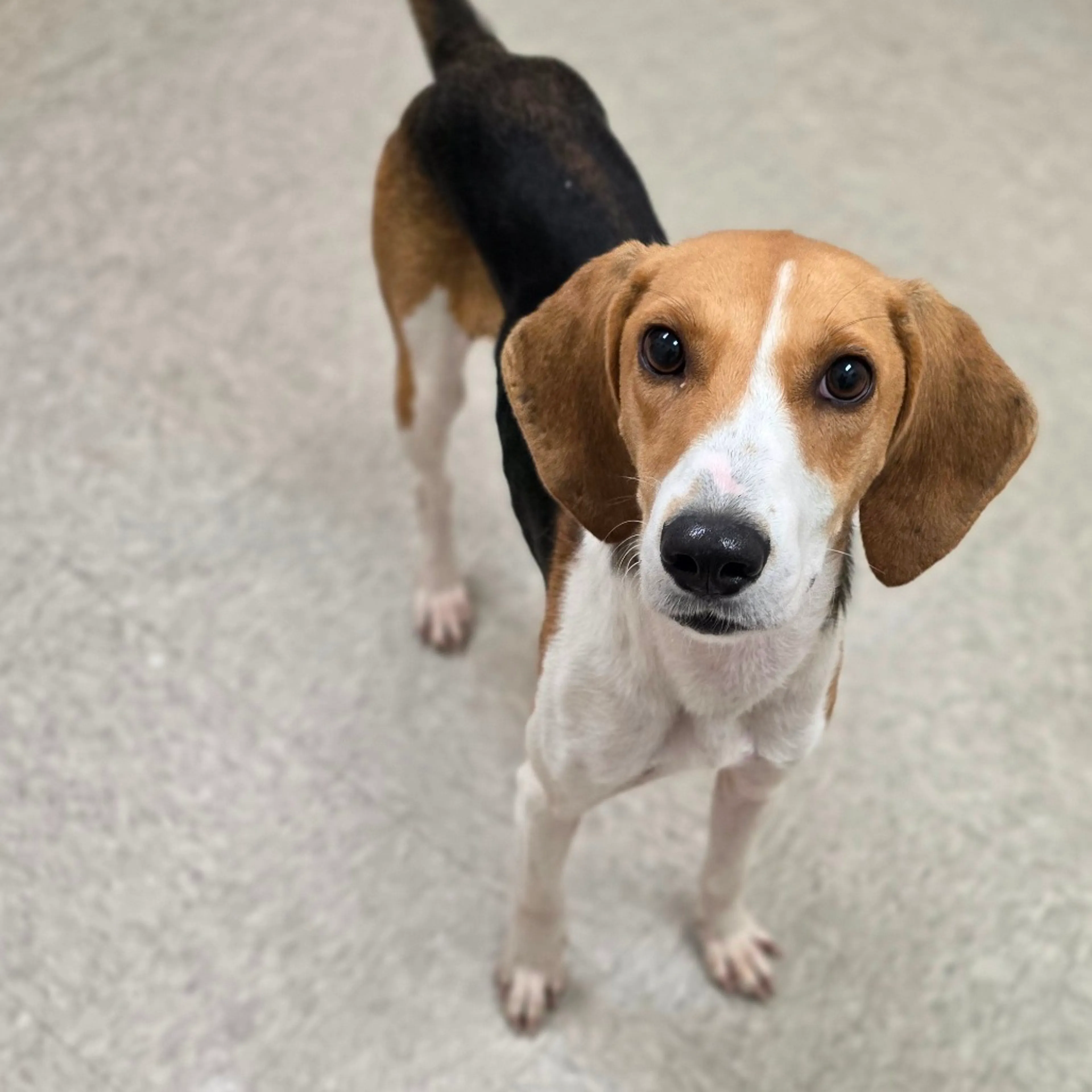 cdn image