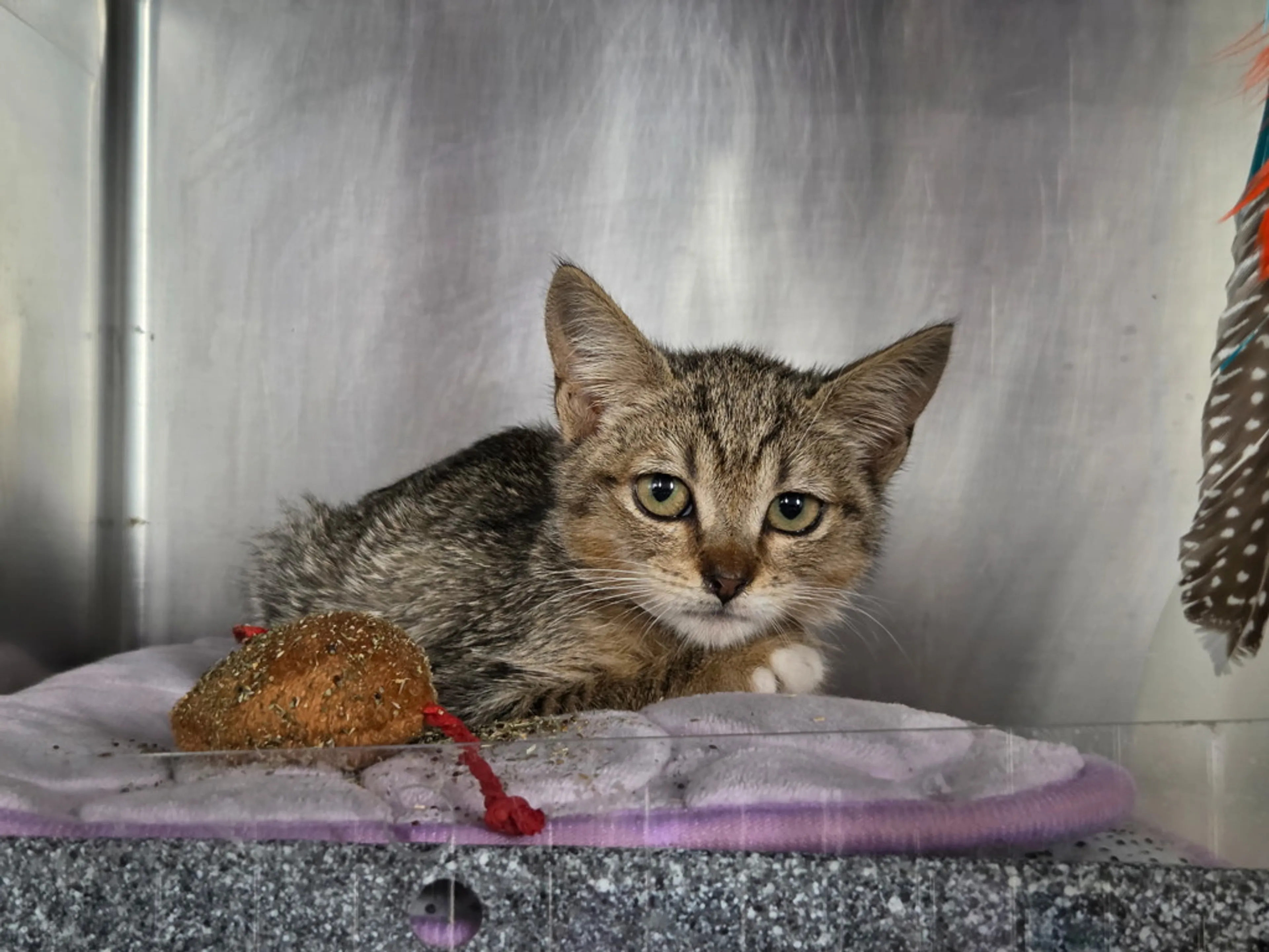 cdn image