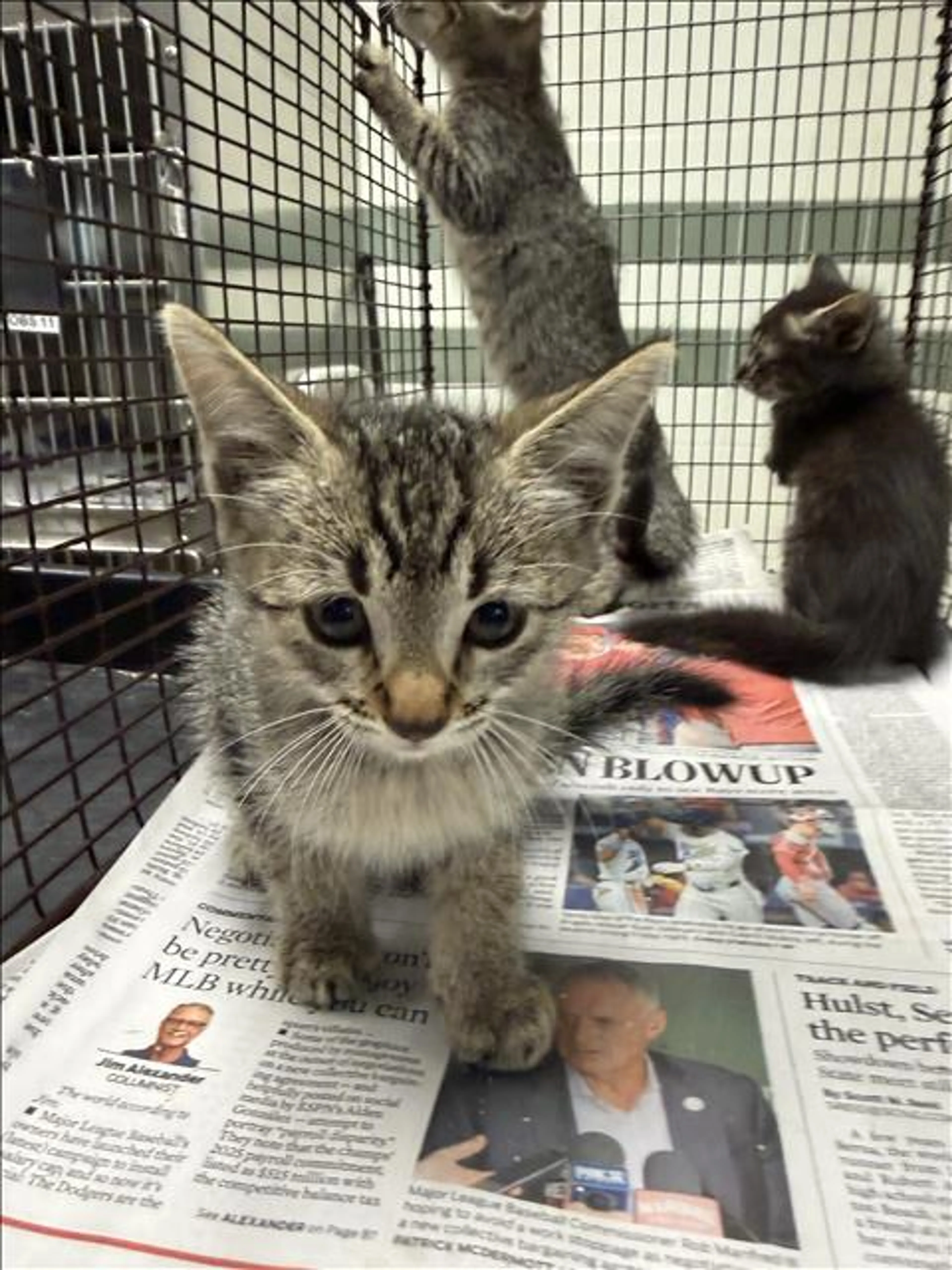 cdn image