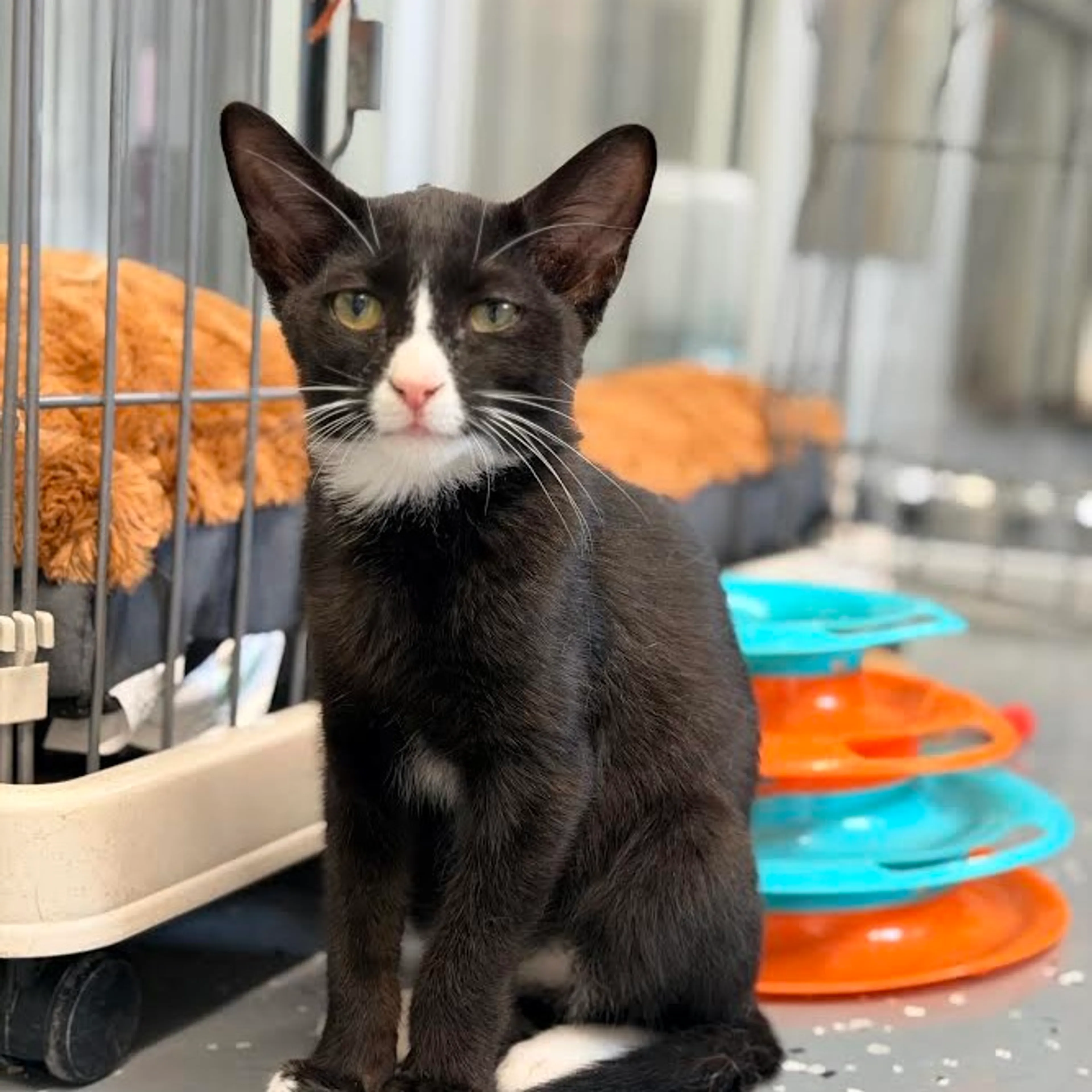 cdn image