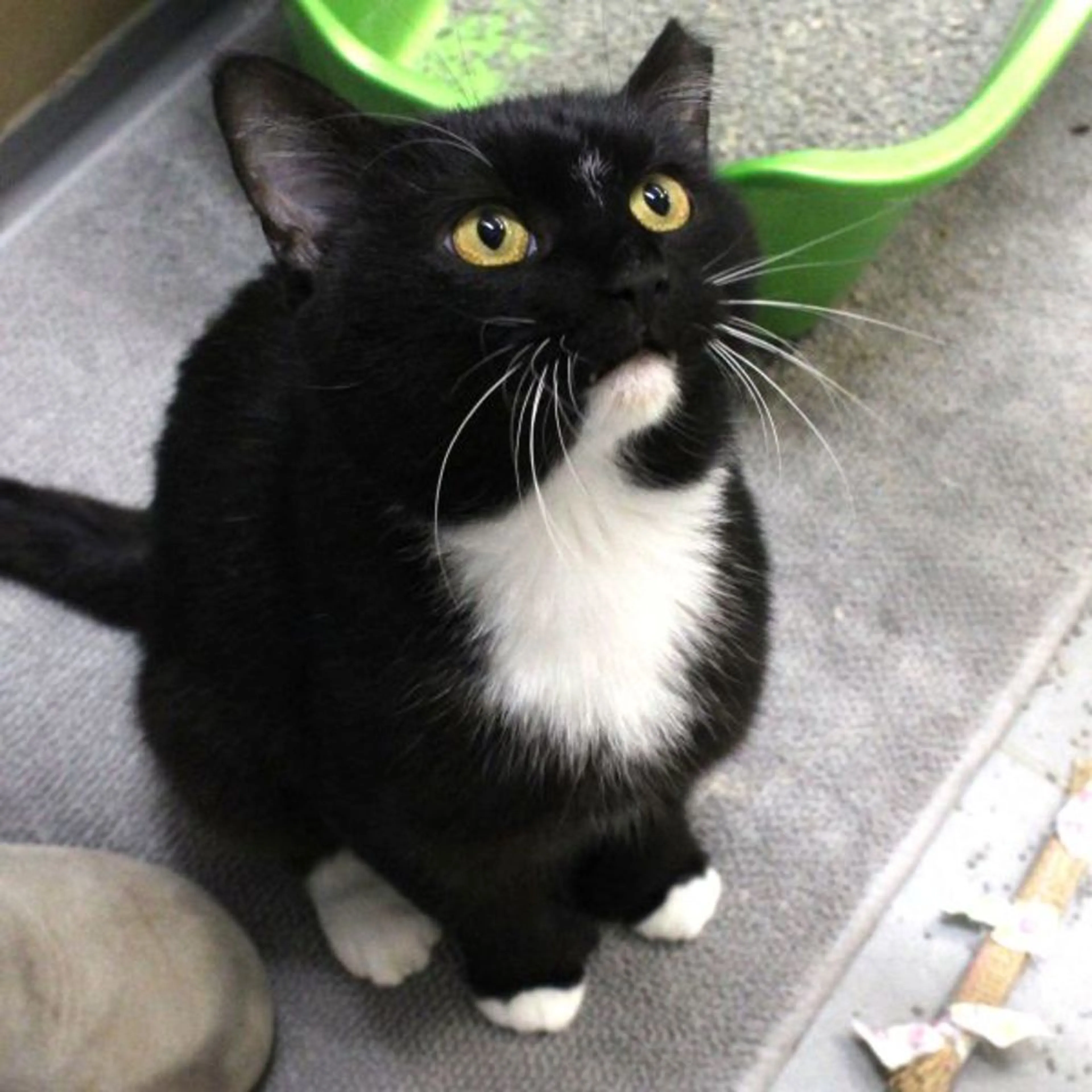 cdn image