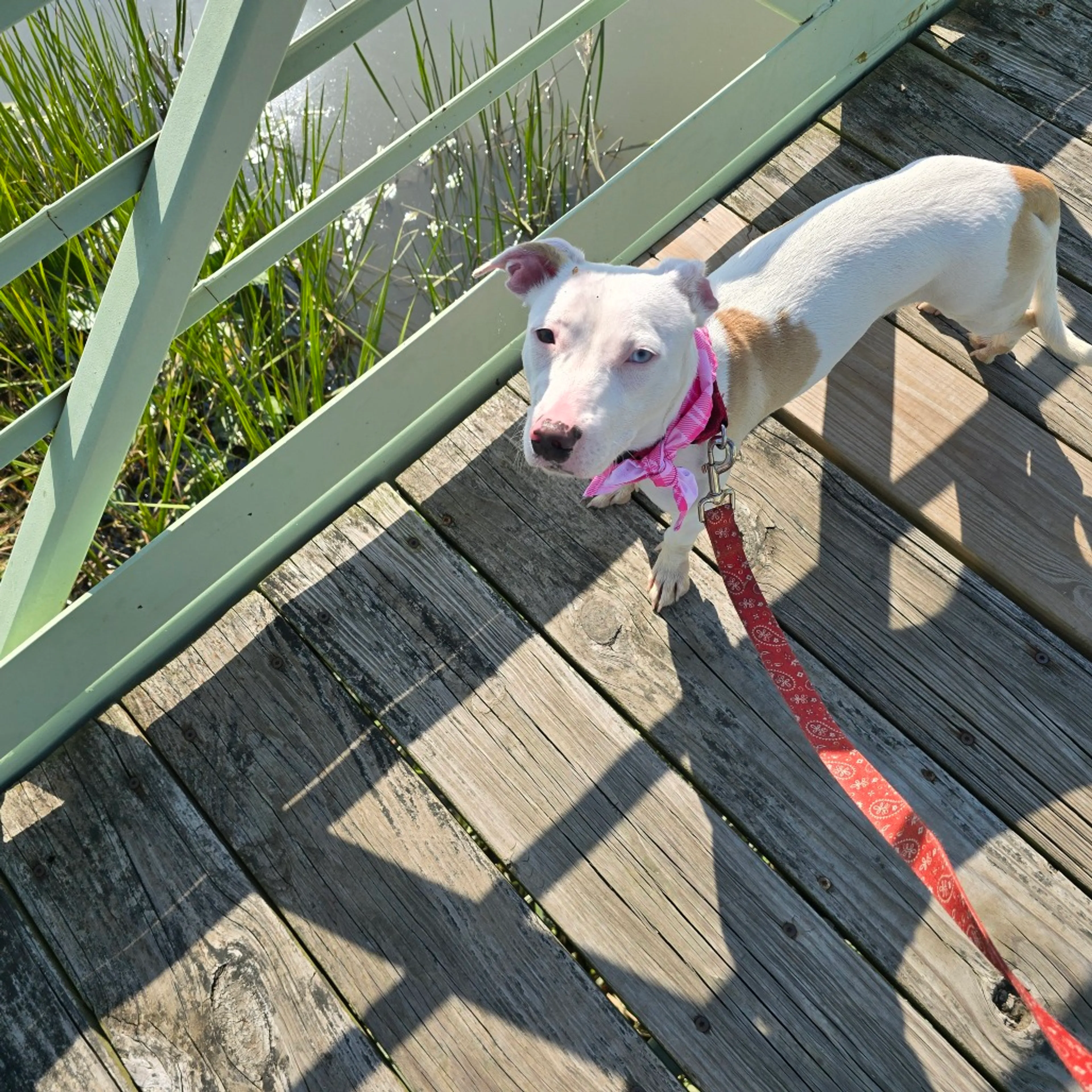 cdn image