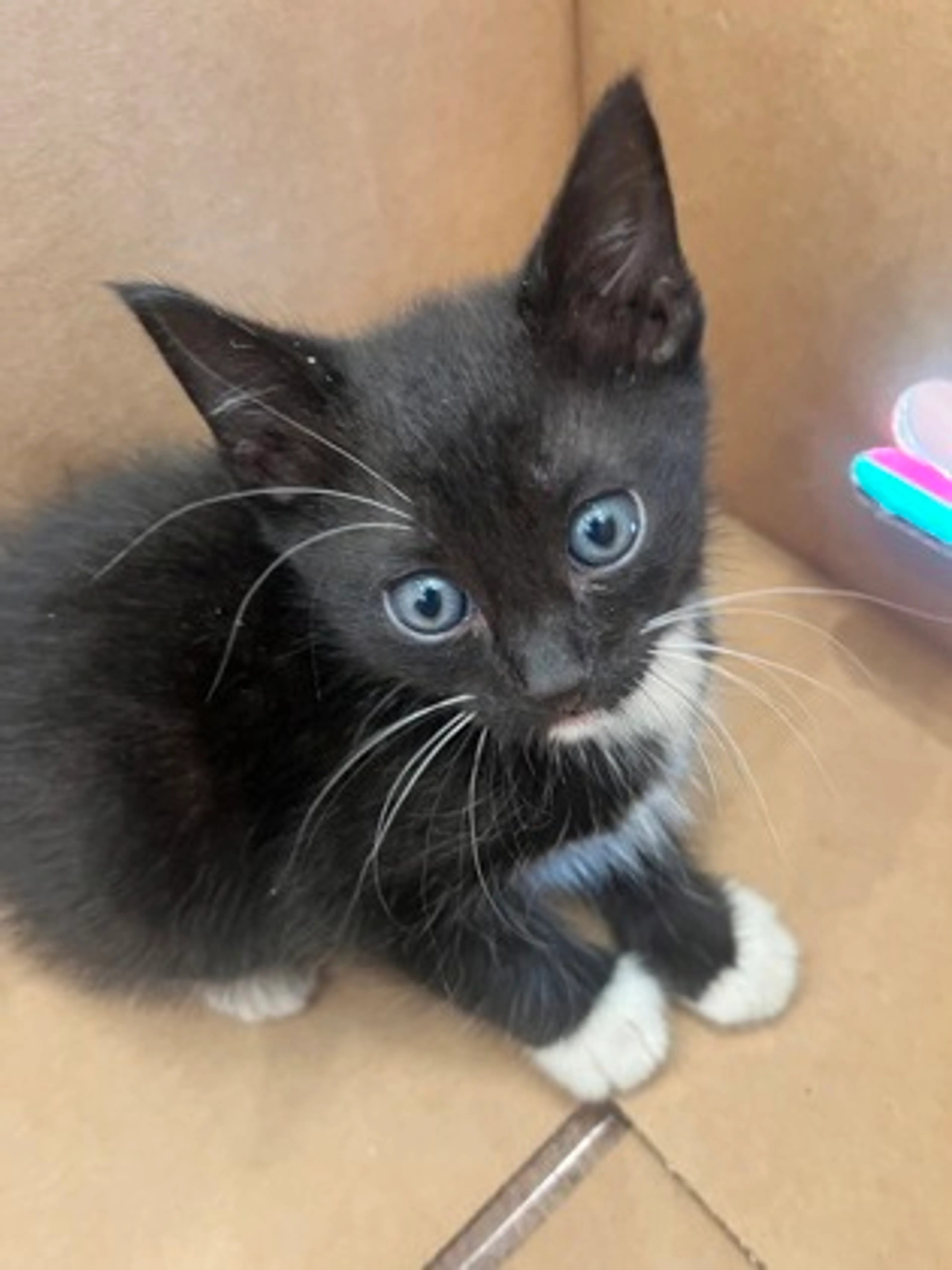 cdn image