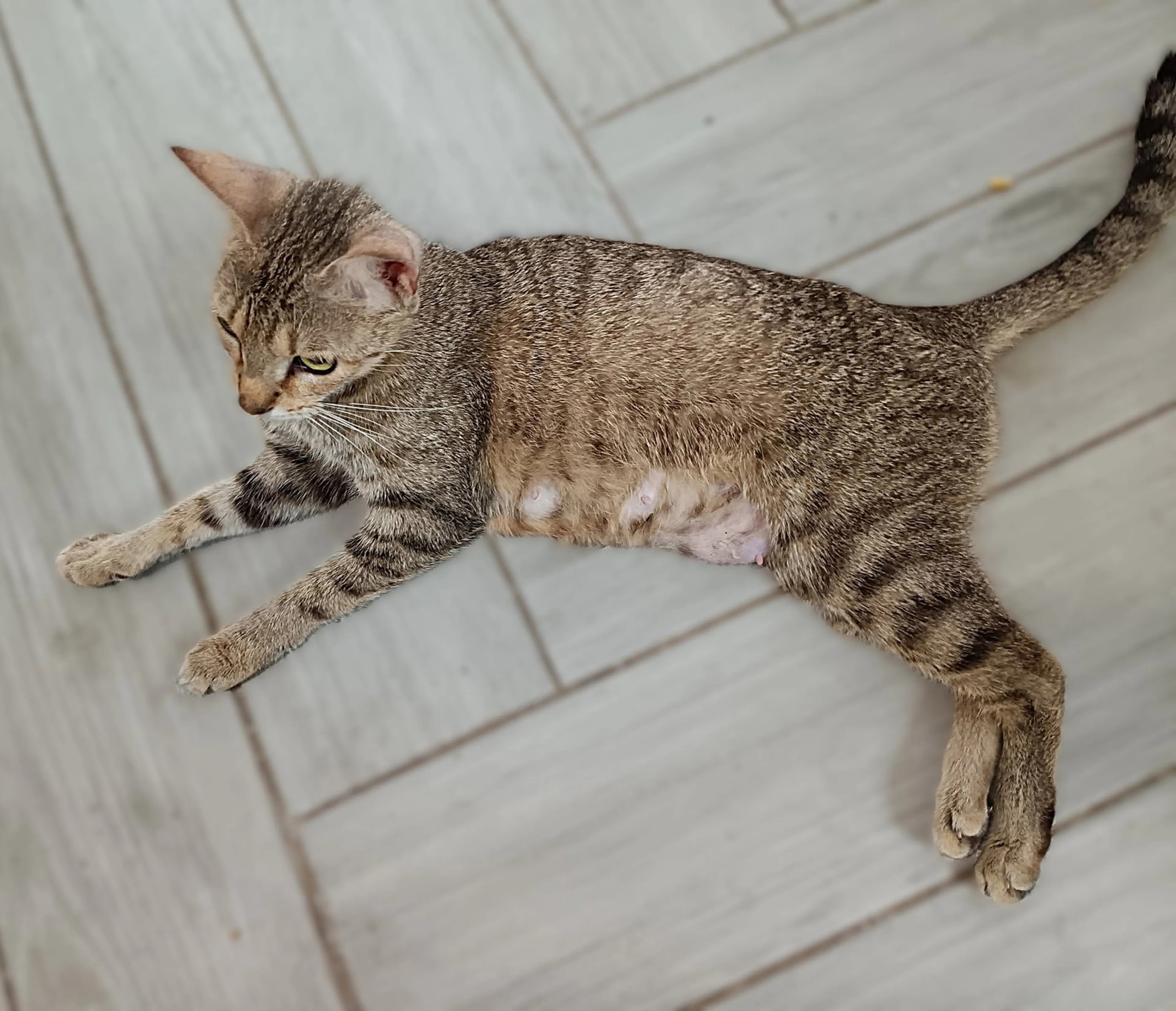 cdn image