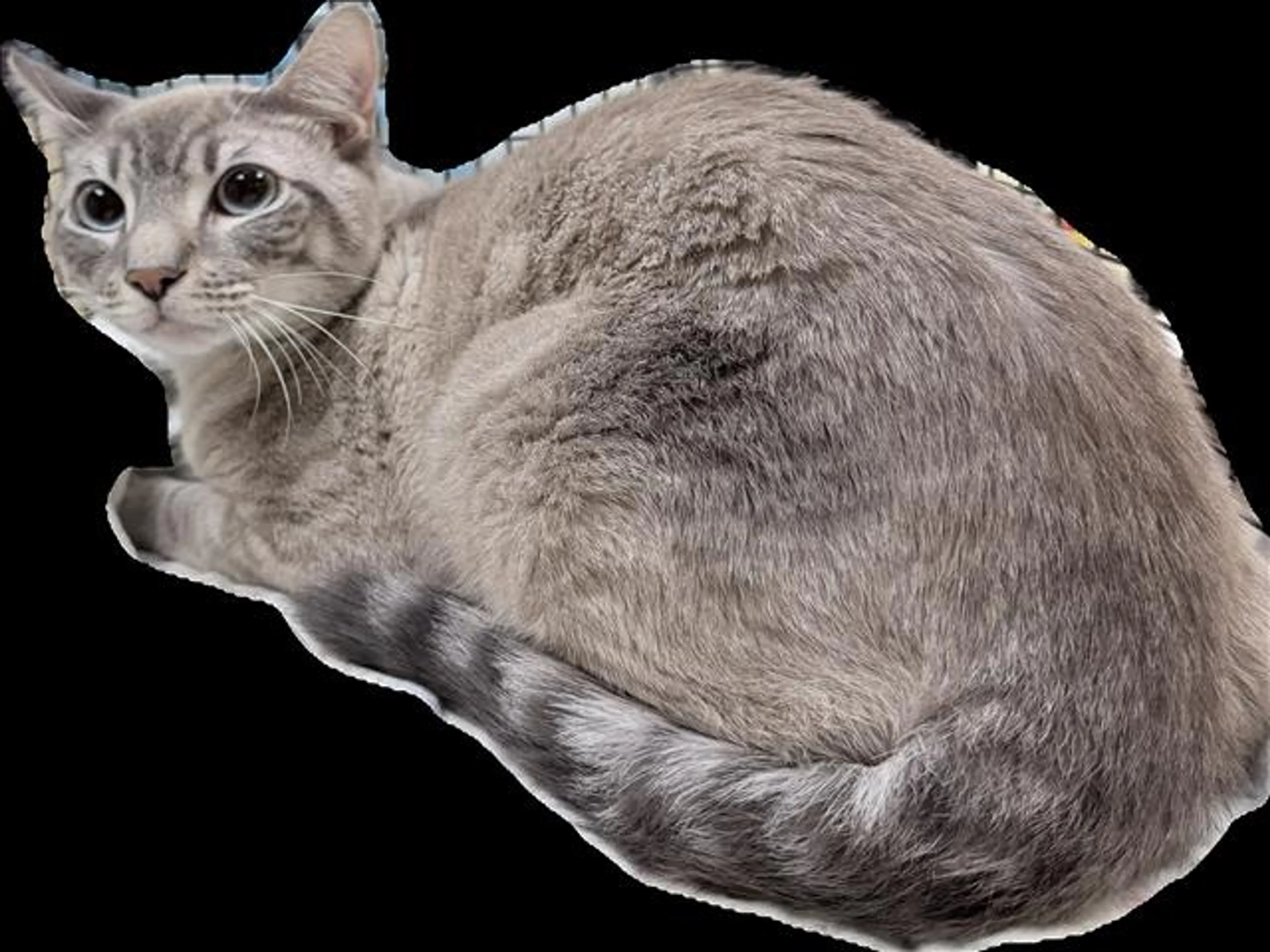 cdn image