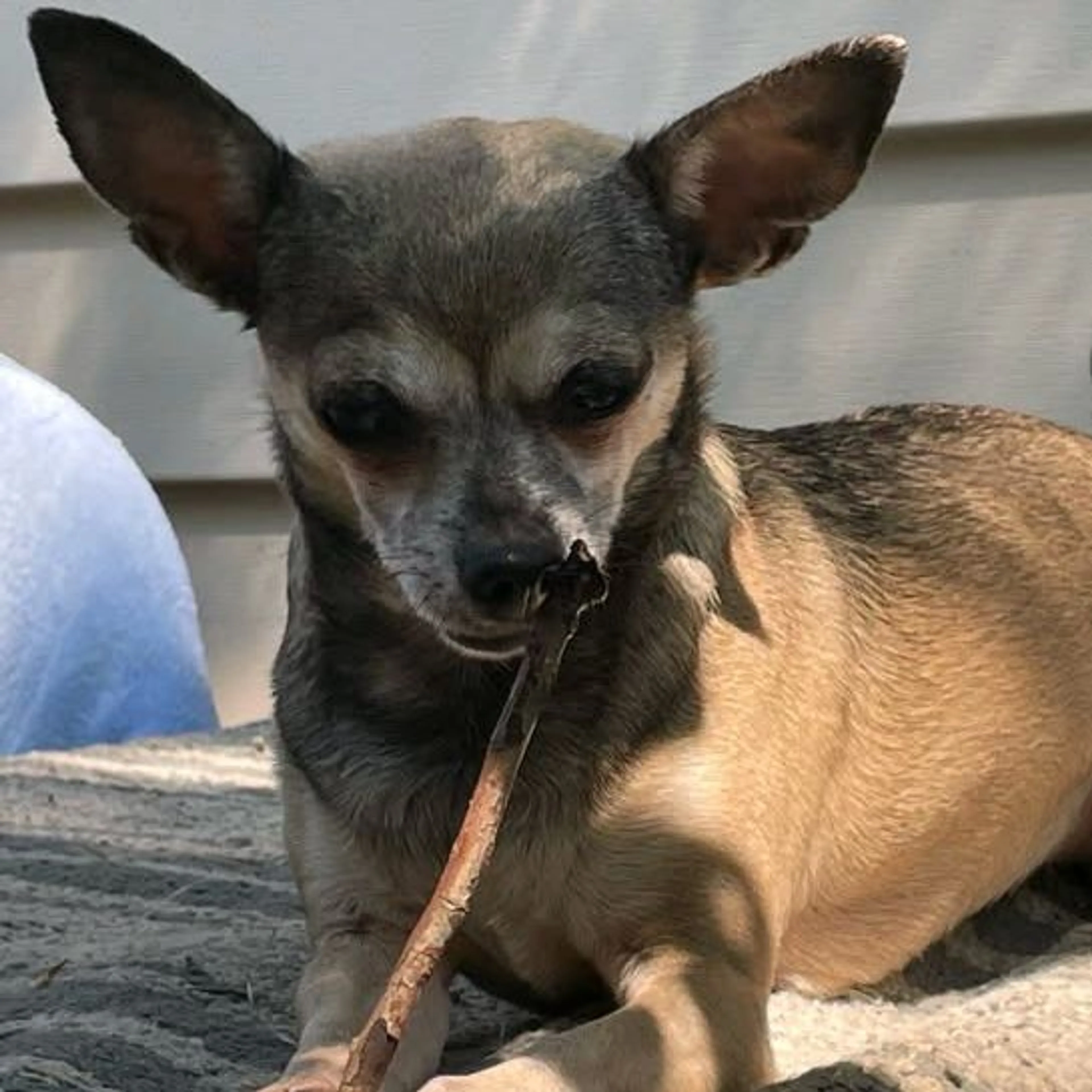 cdn image