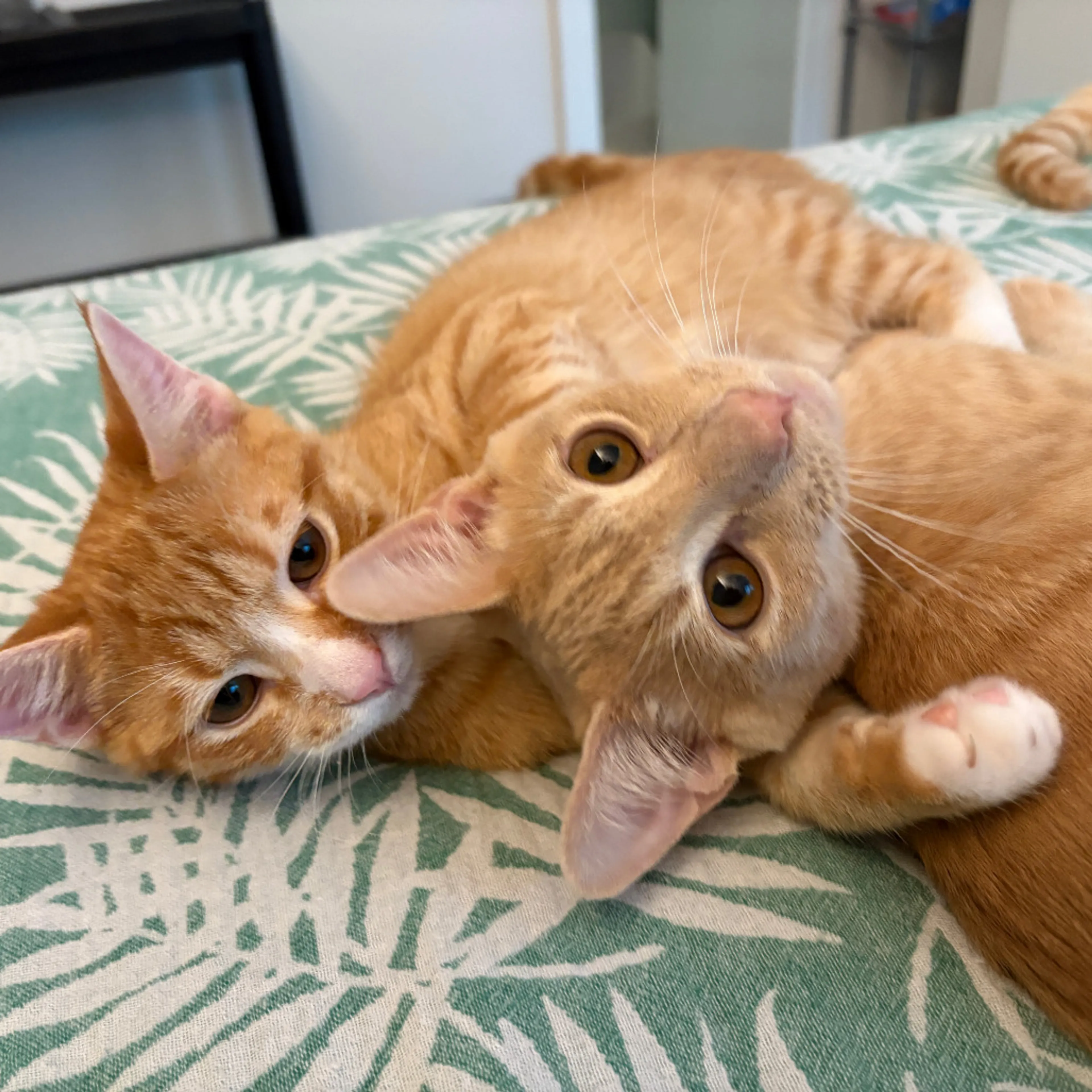 cdn image