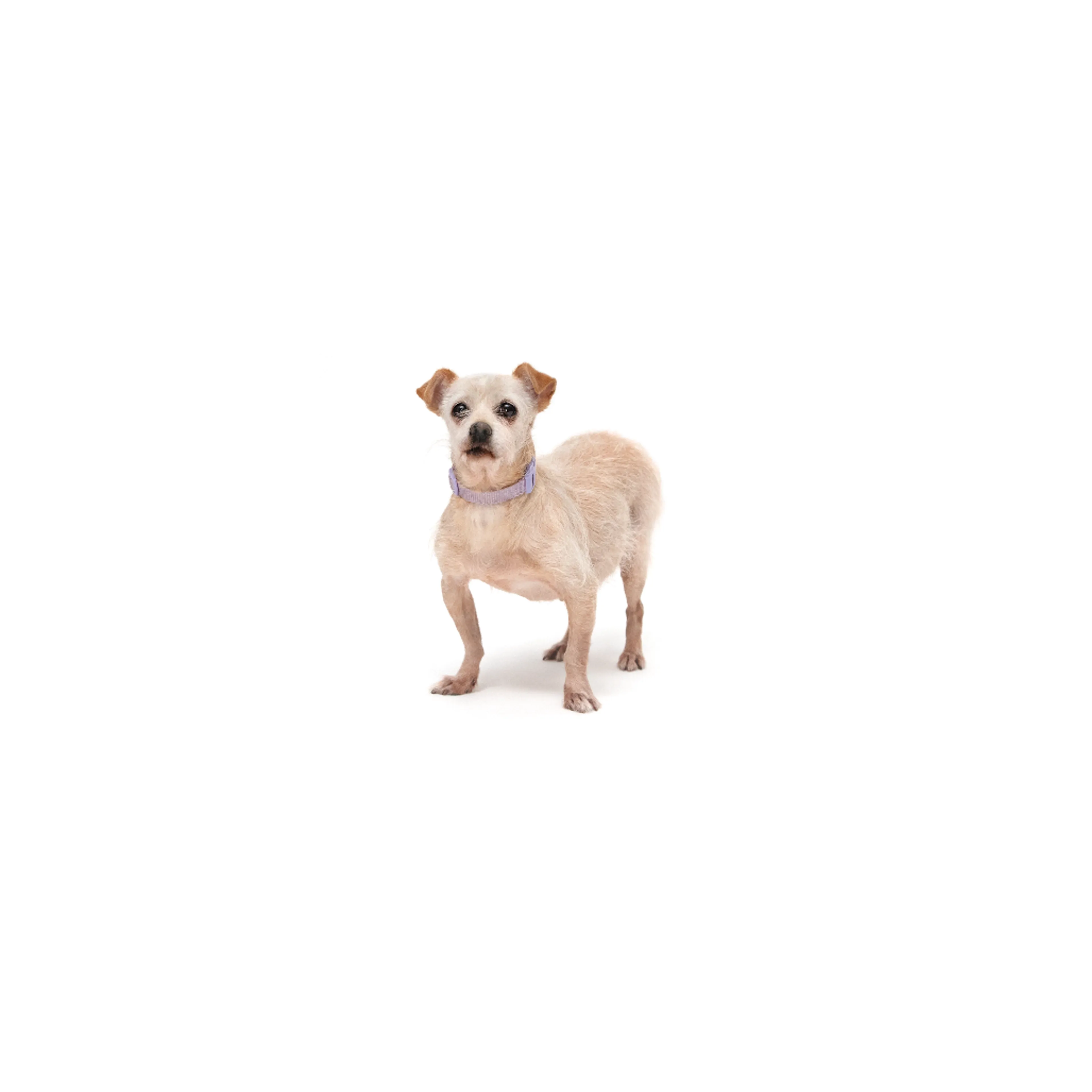 cdn image