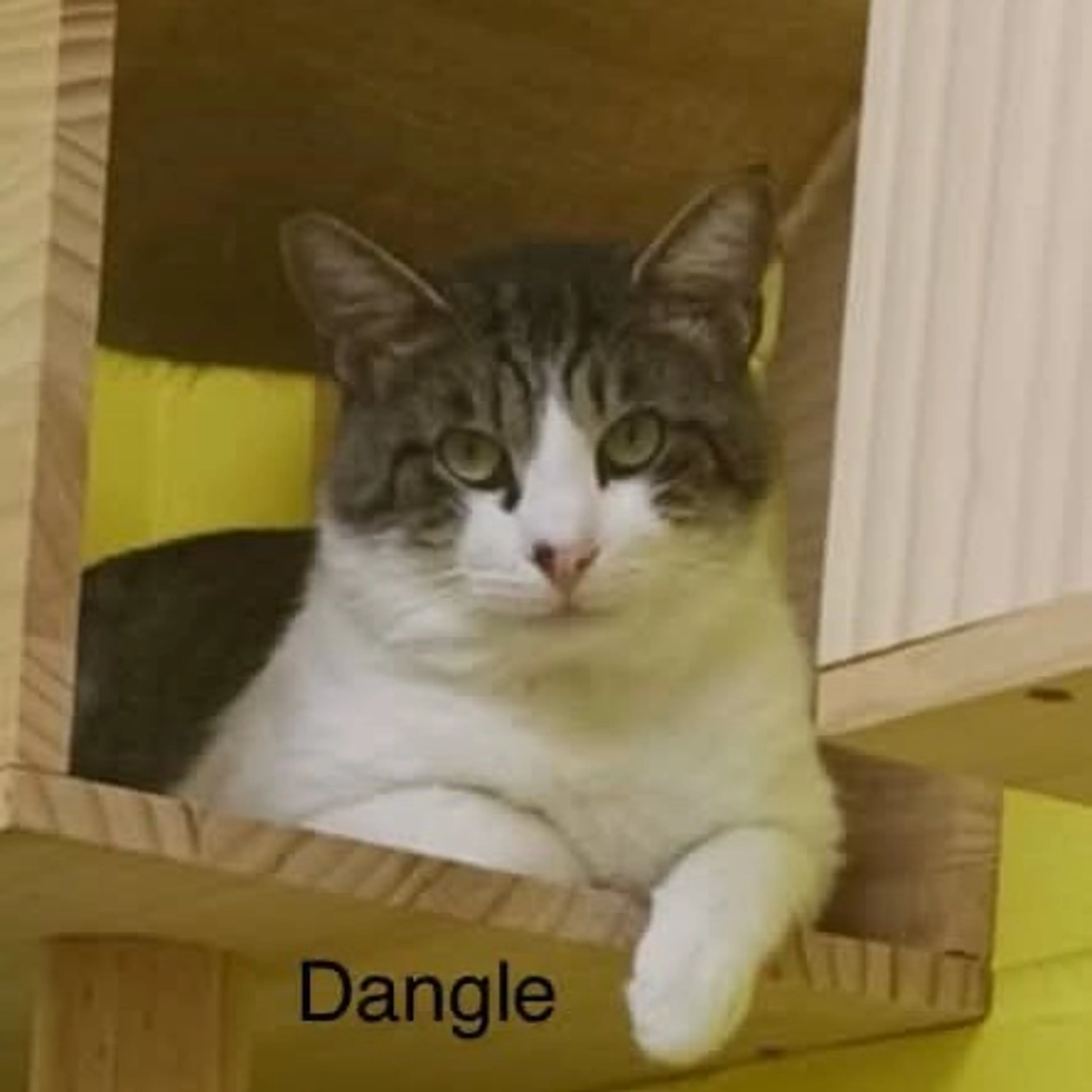cdn image