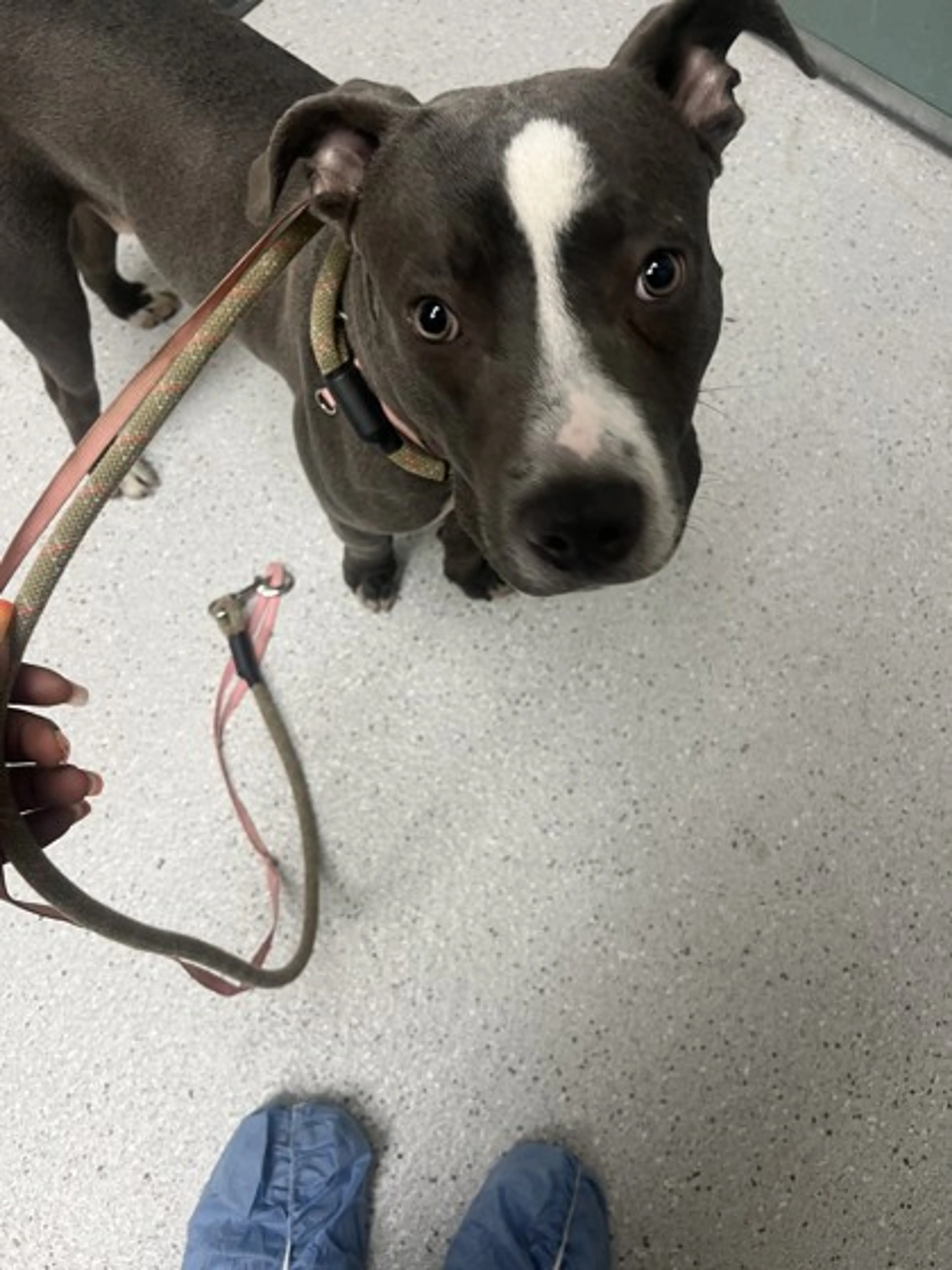 cdn image