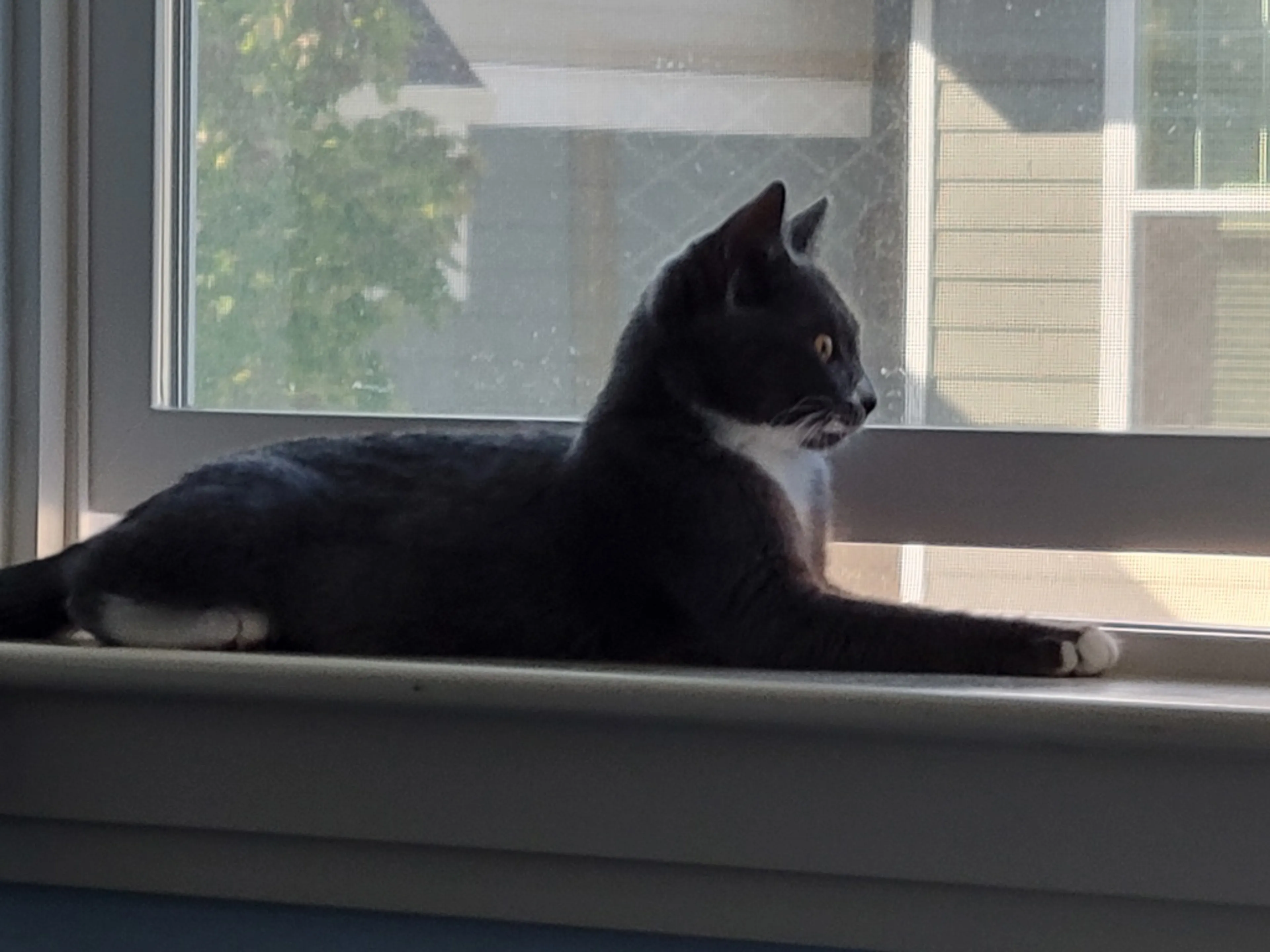cdn image