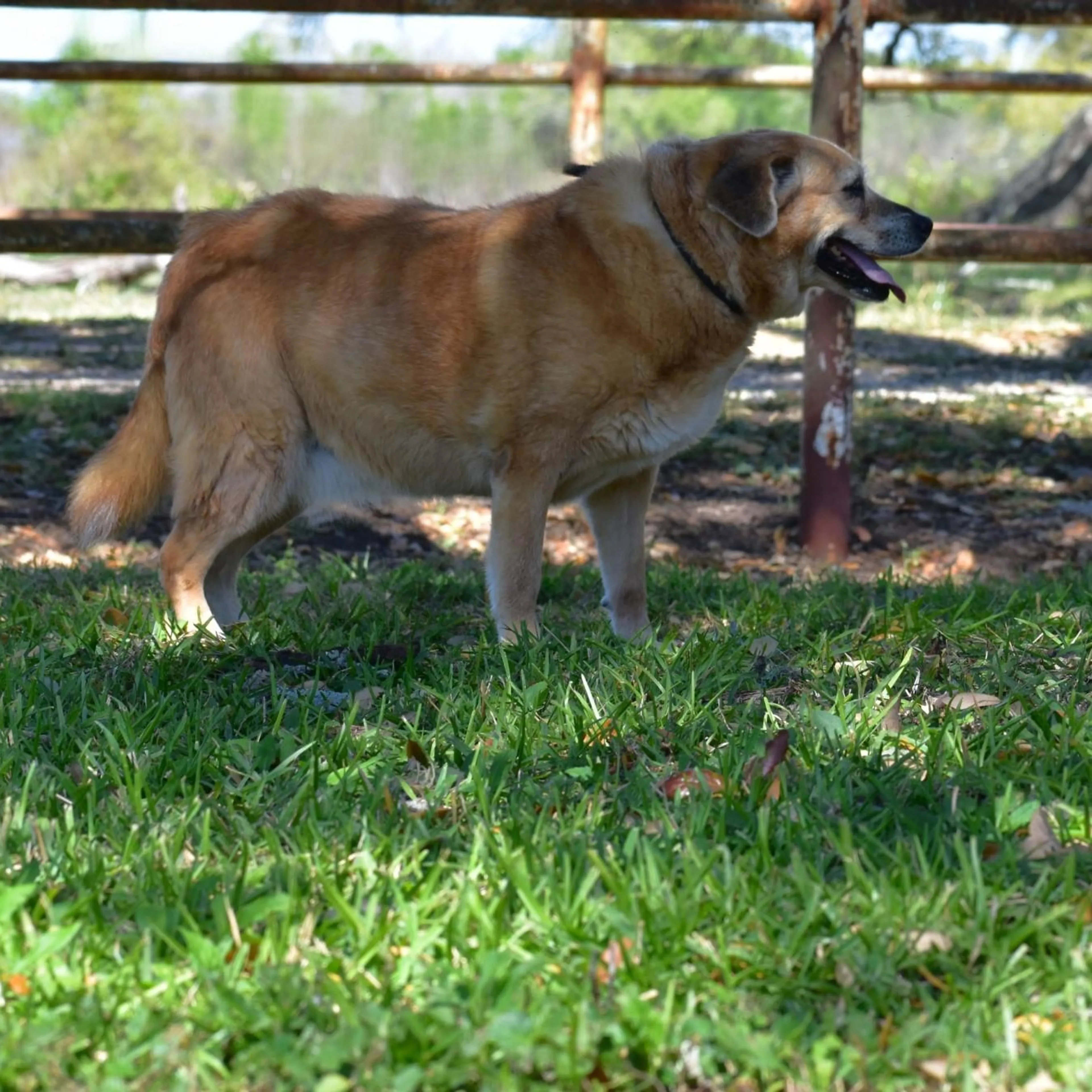 cdn image