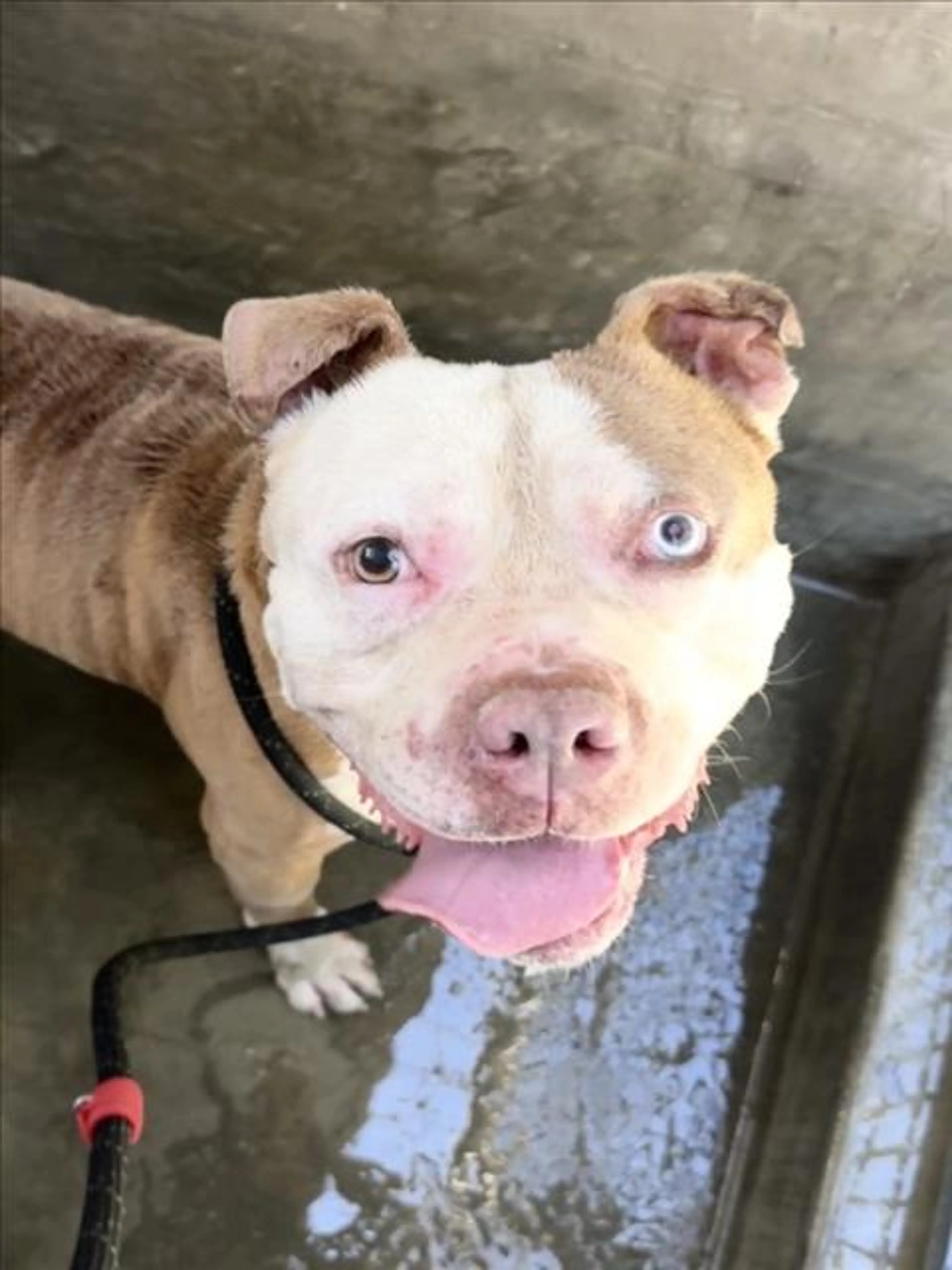 cdn image