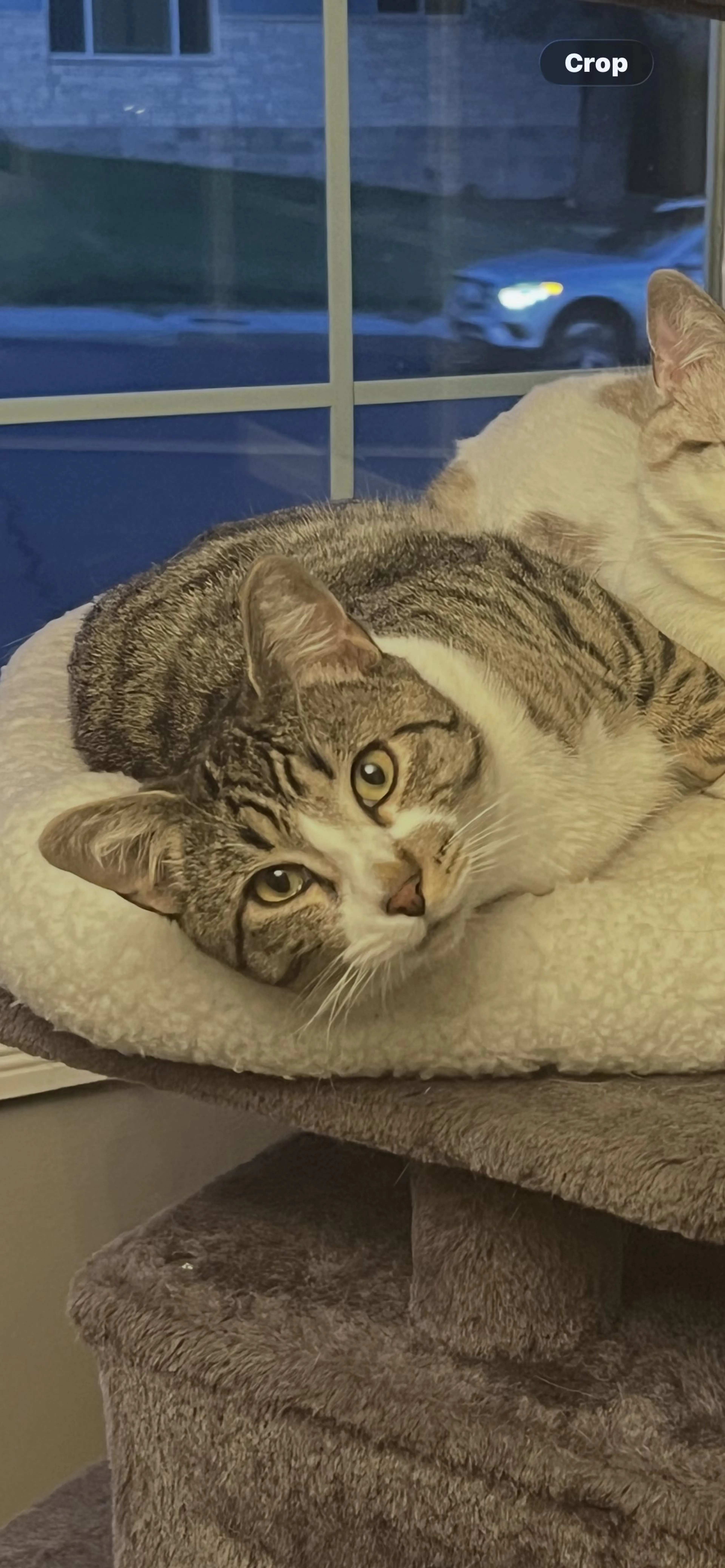 cdn image