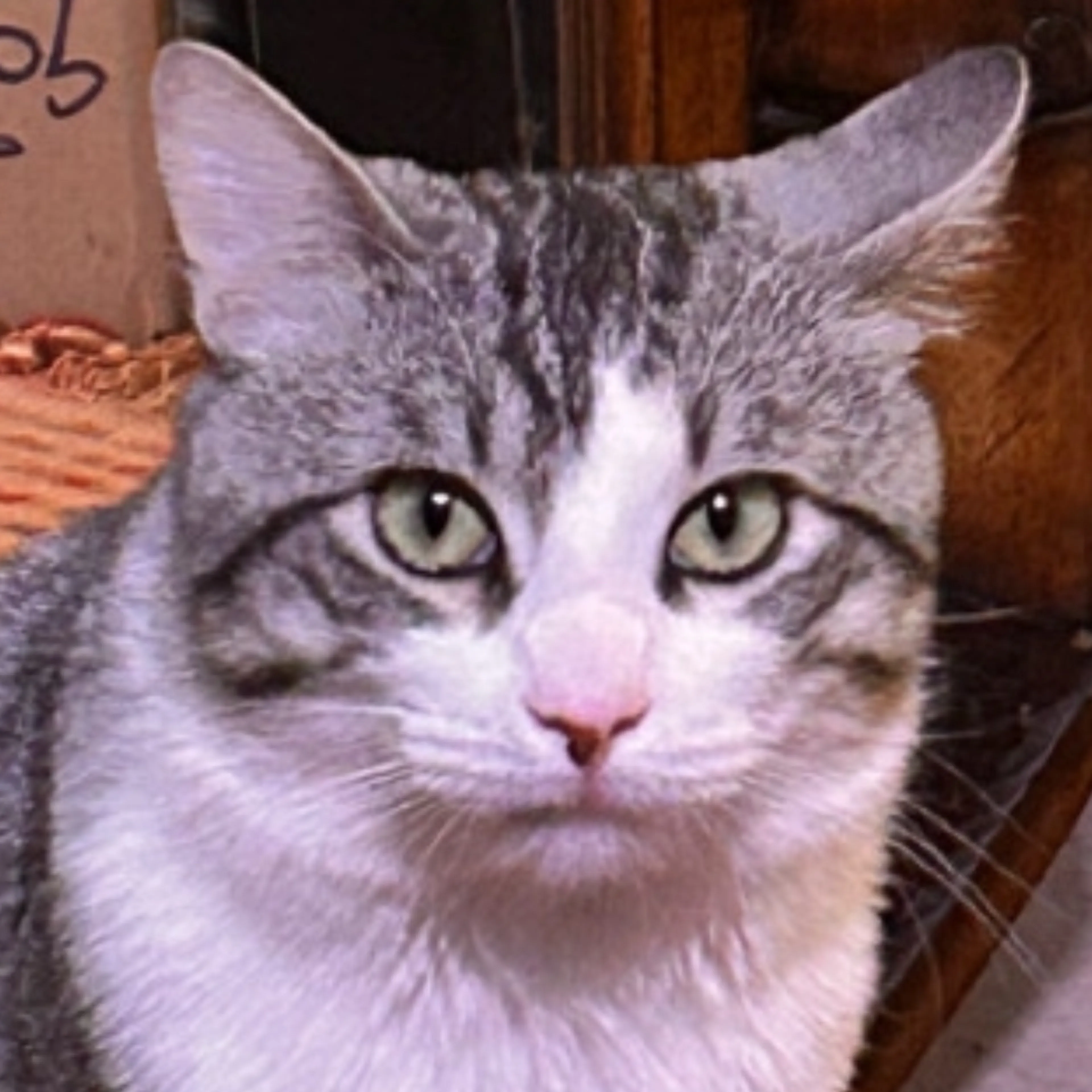 cdn image