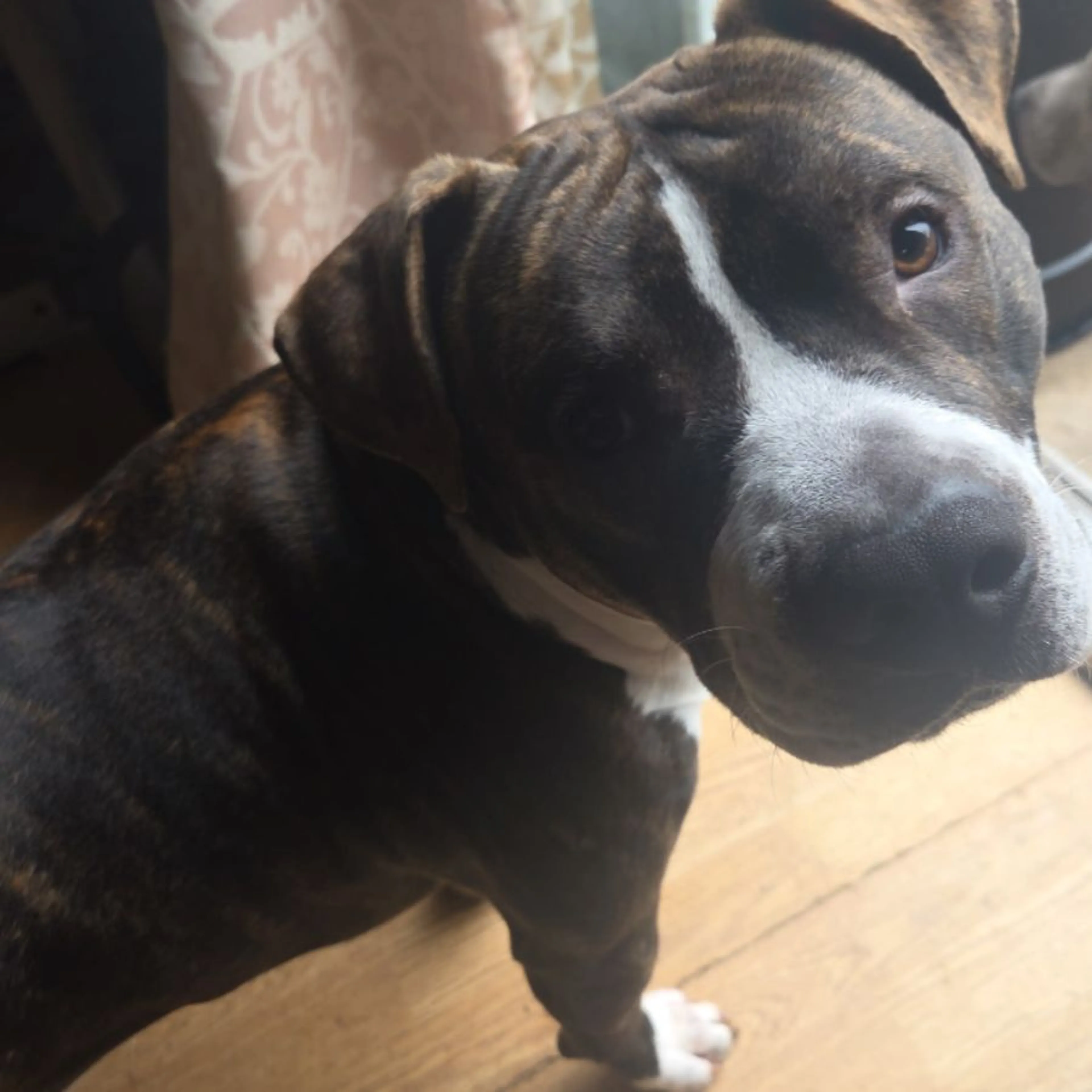 cdn image