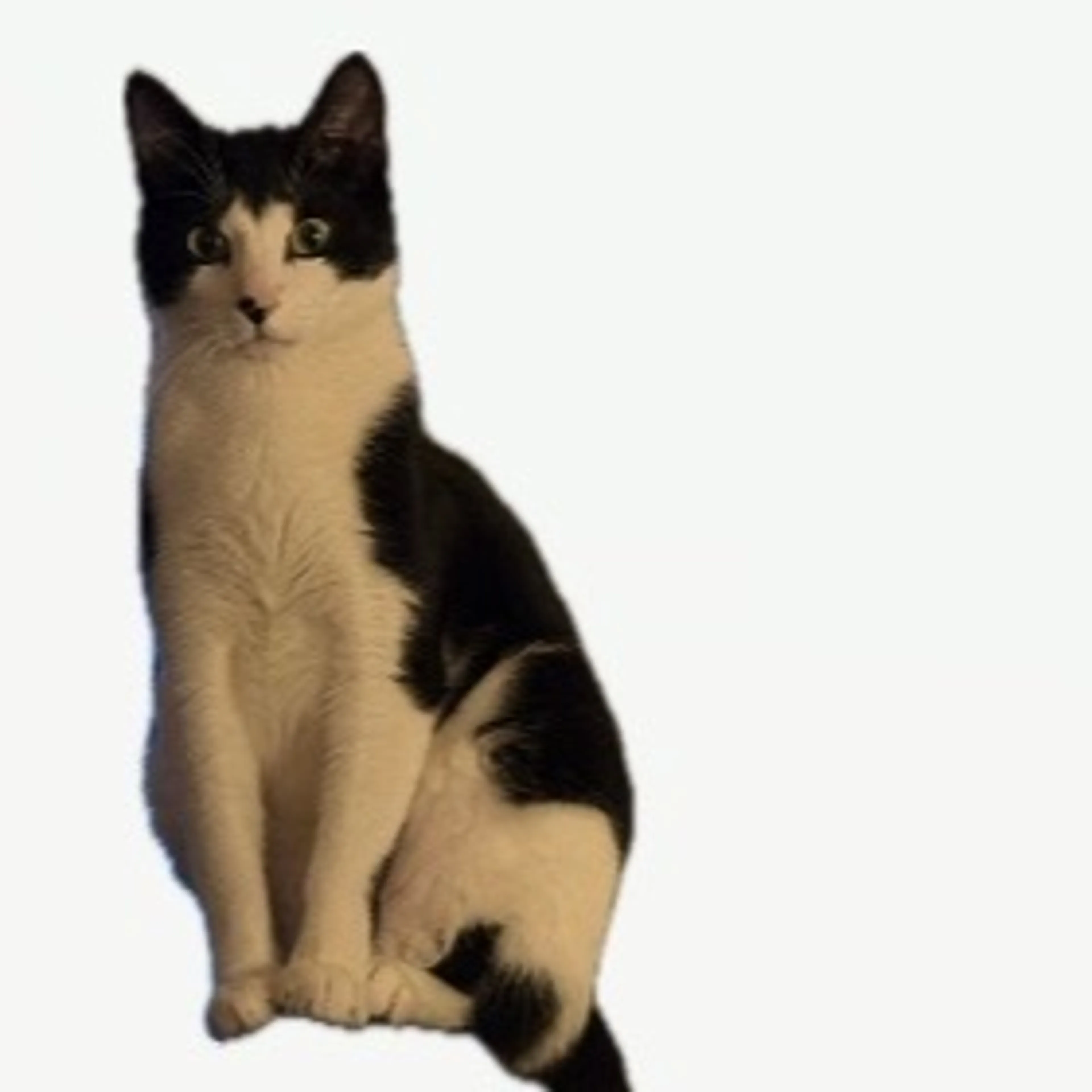 cdn image