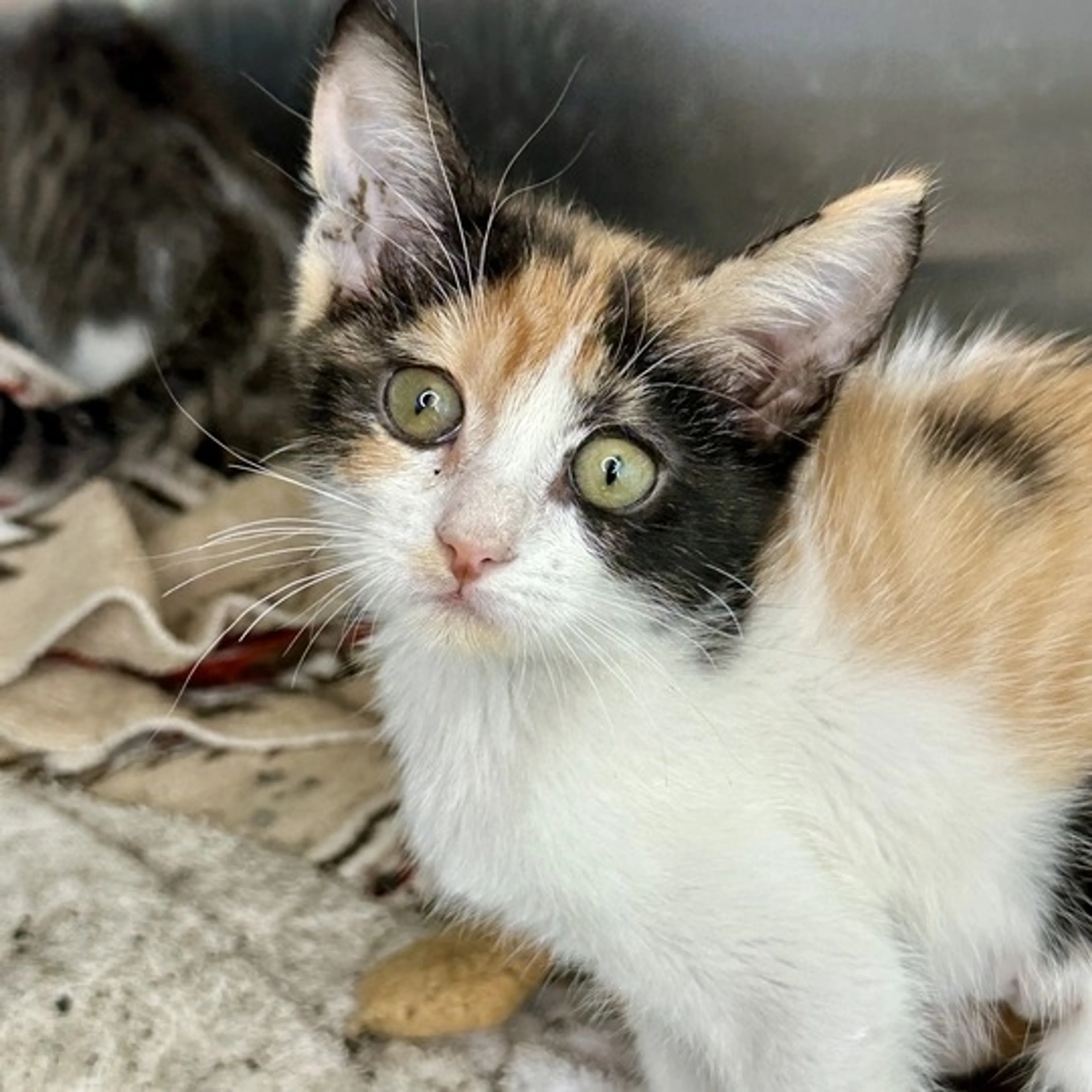 cdn image