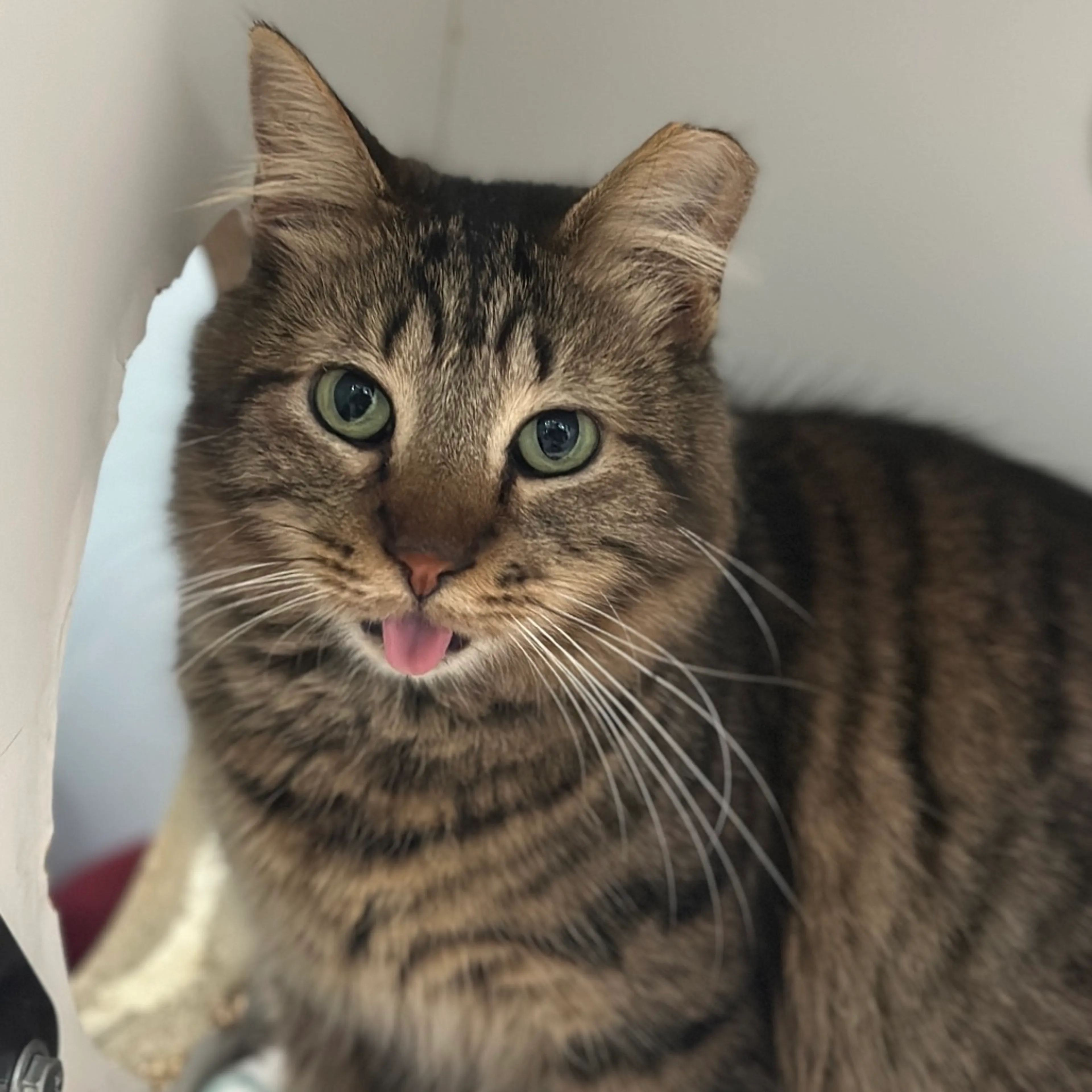 cdn image