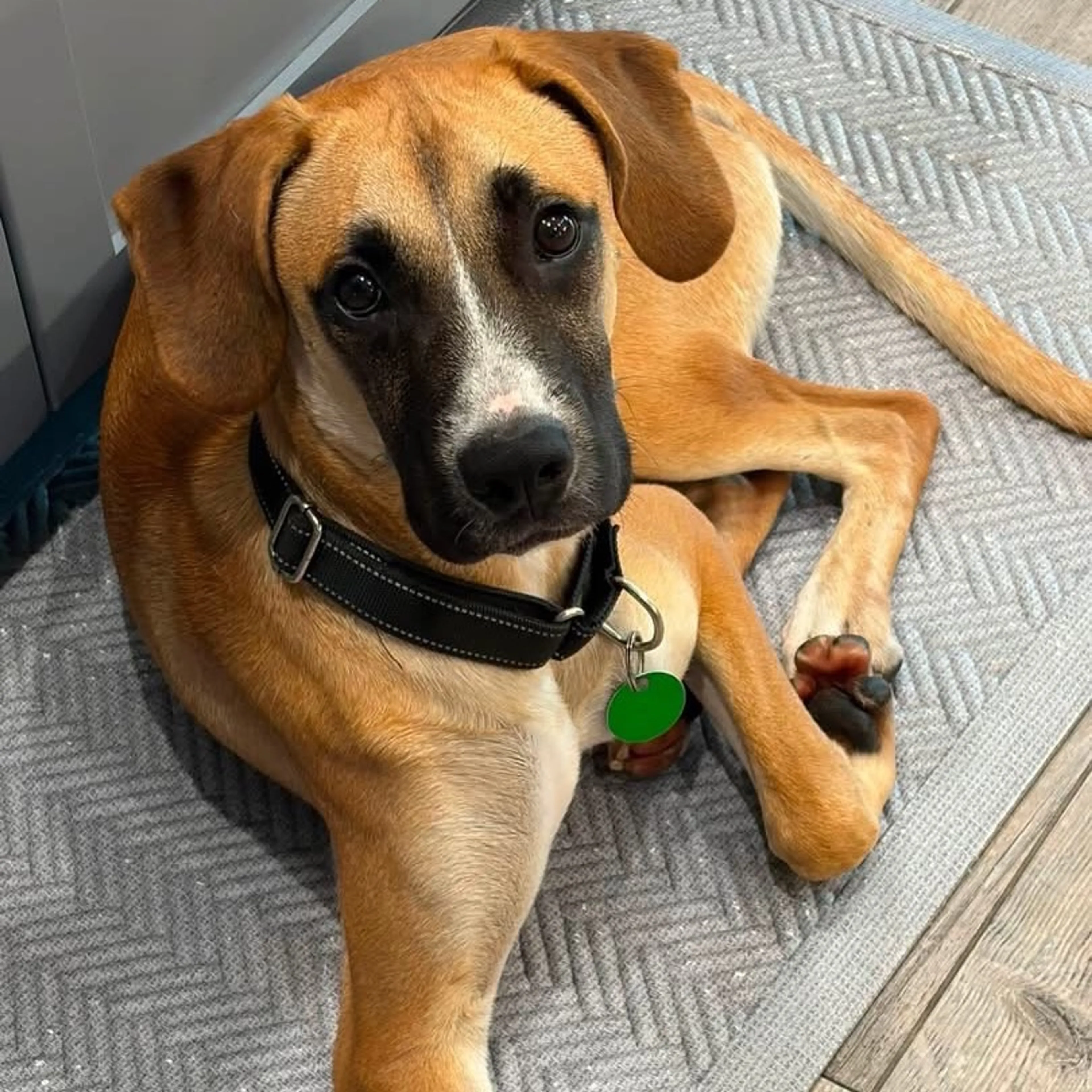 cdn image