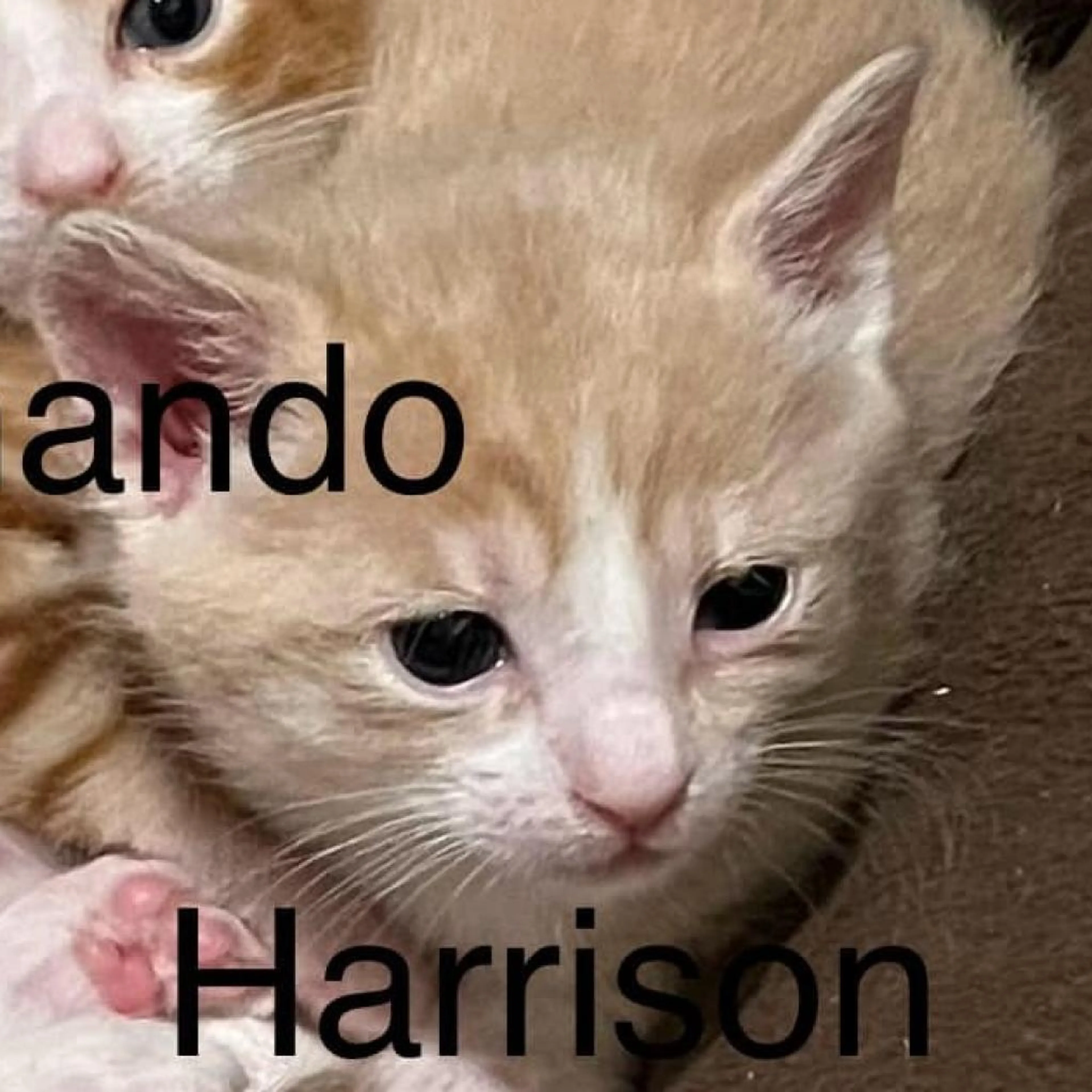 -4