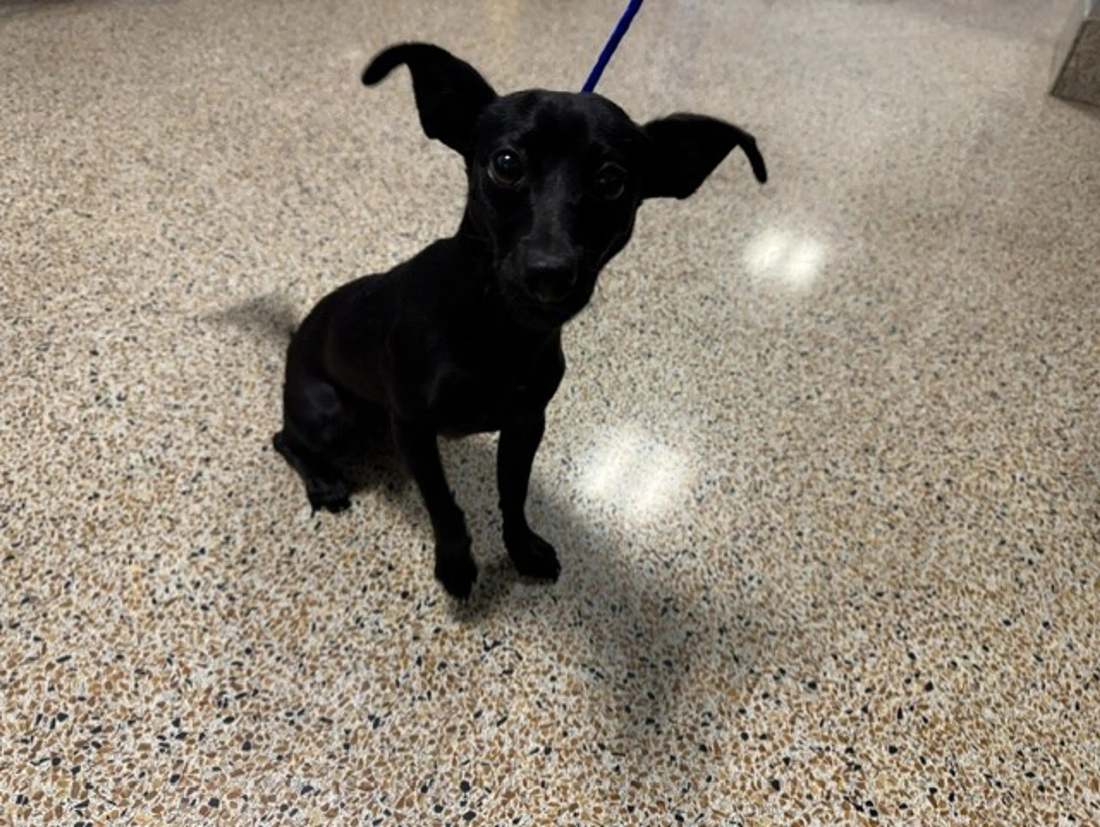 cdn image