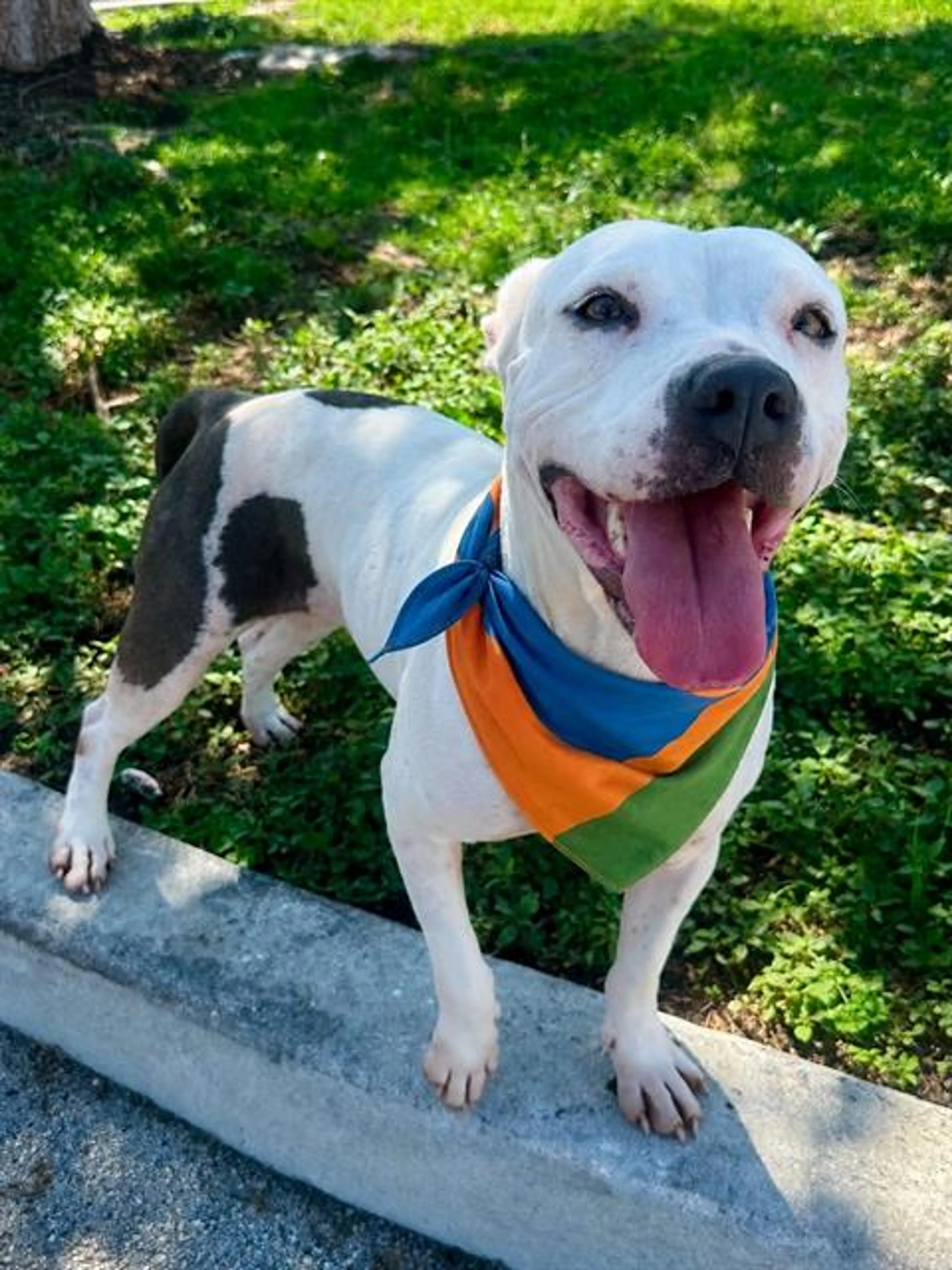 cdn image