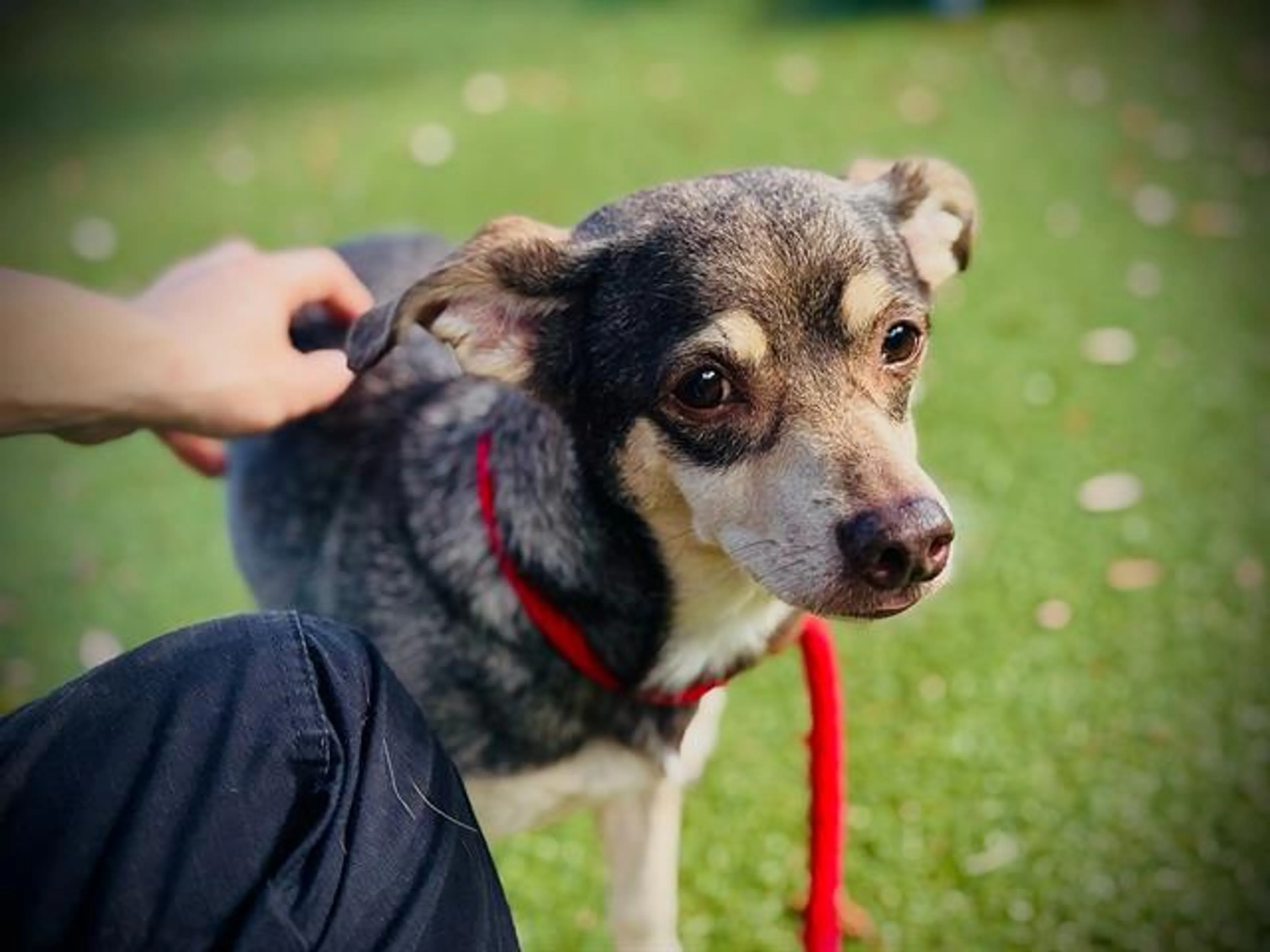 cdn image