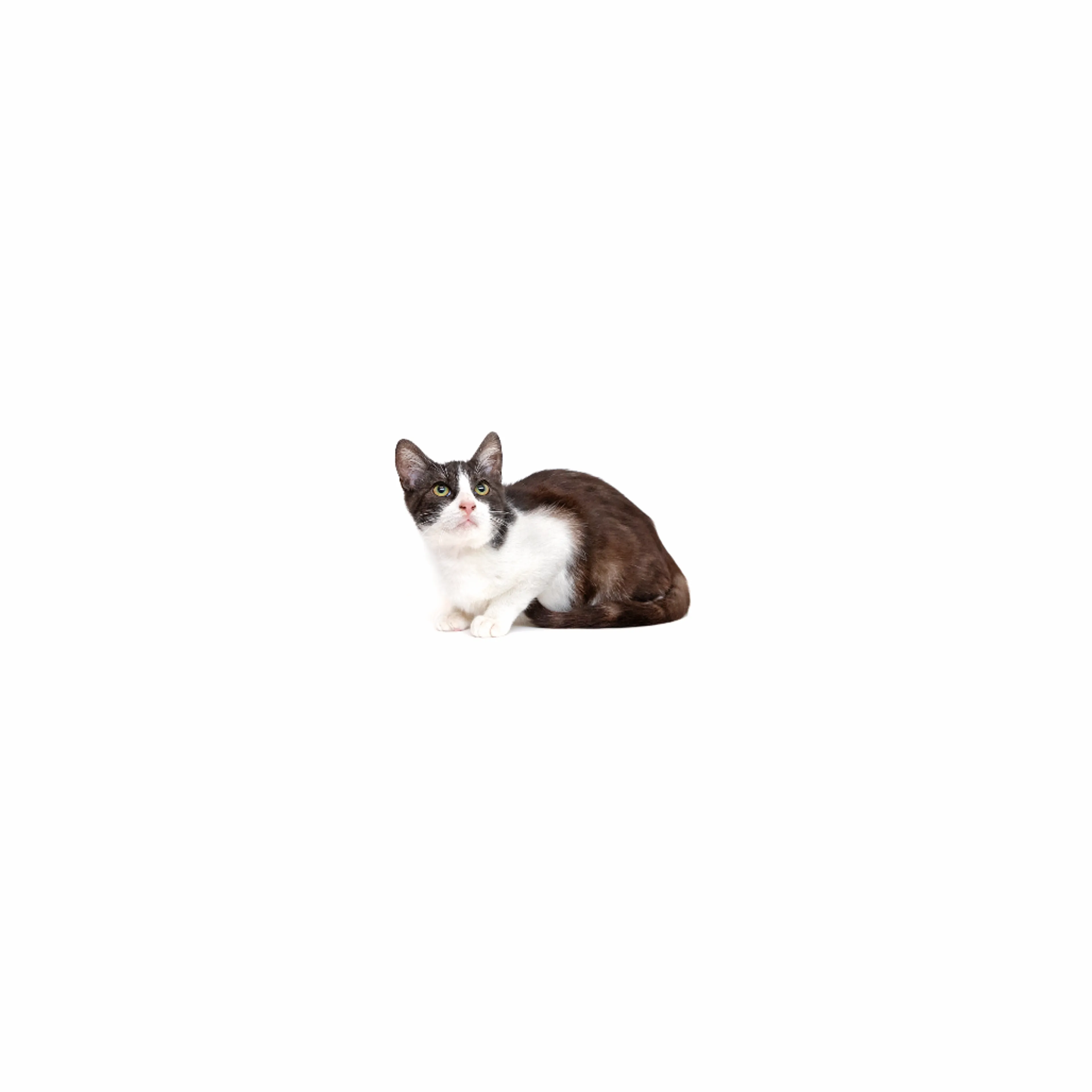 cdn image