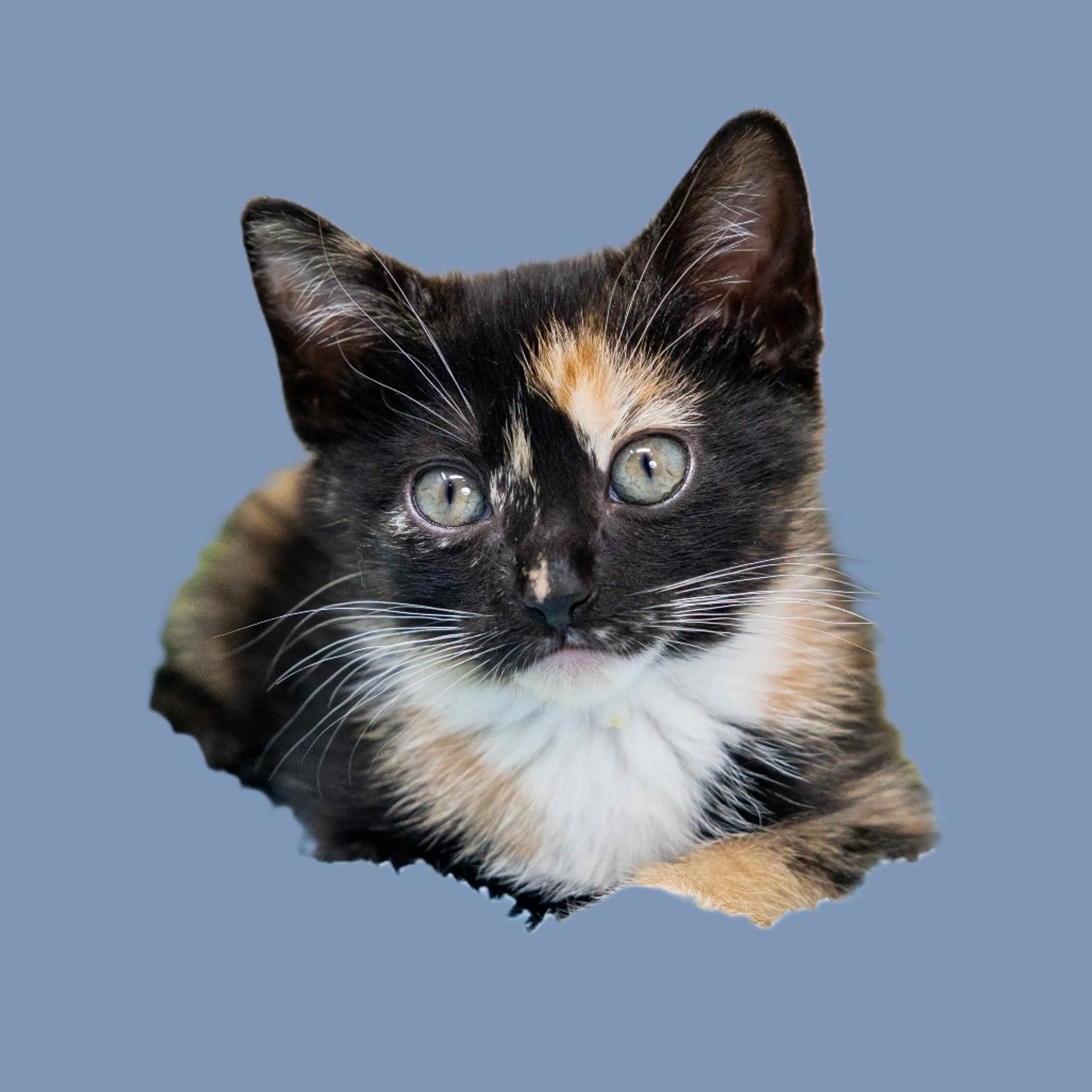 cdn image