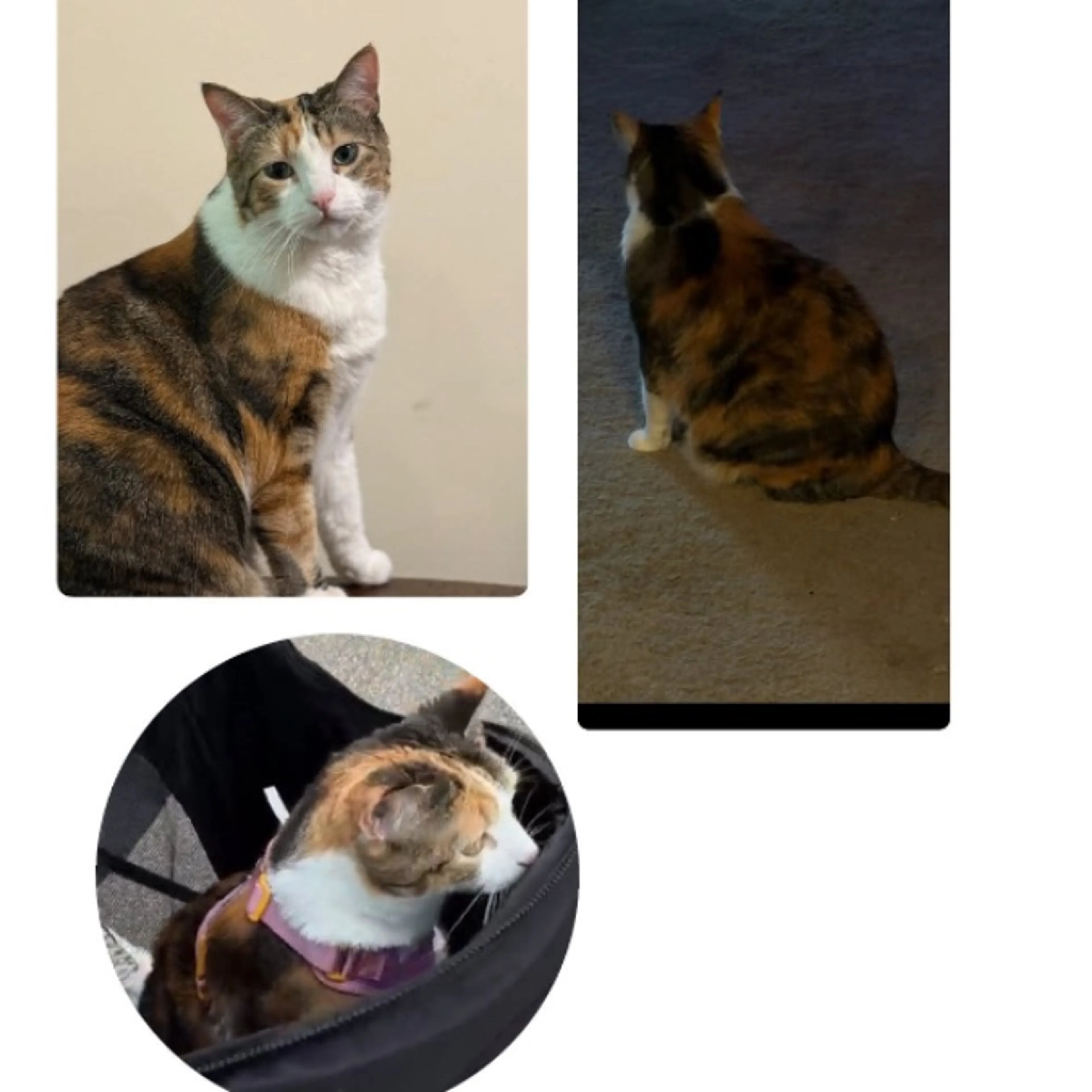 cdn image