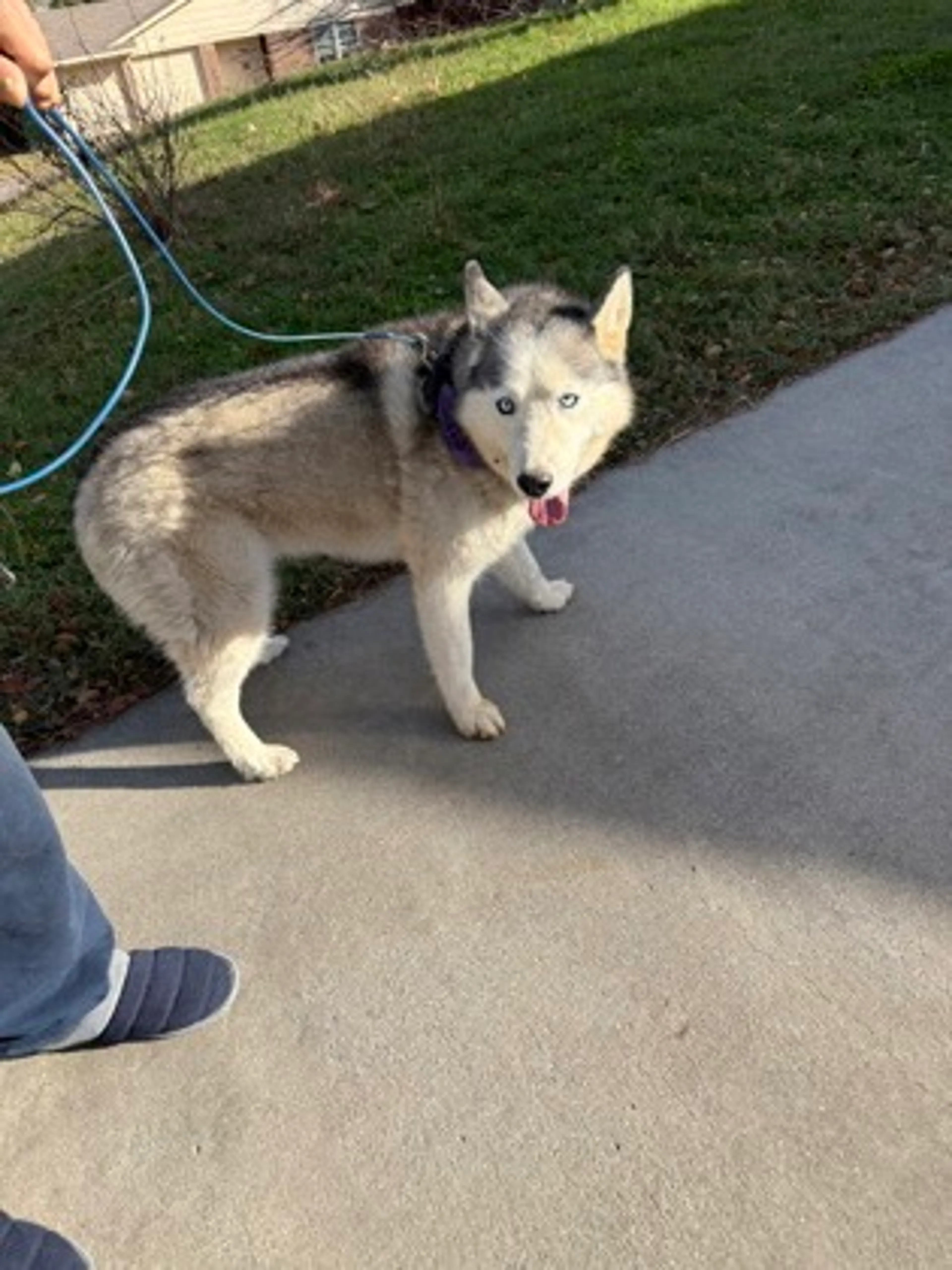 cdn image