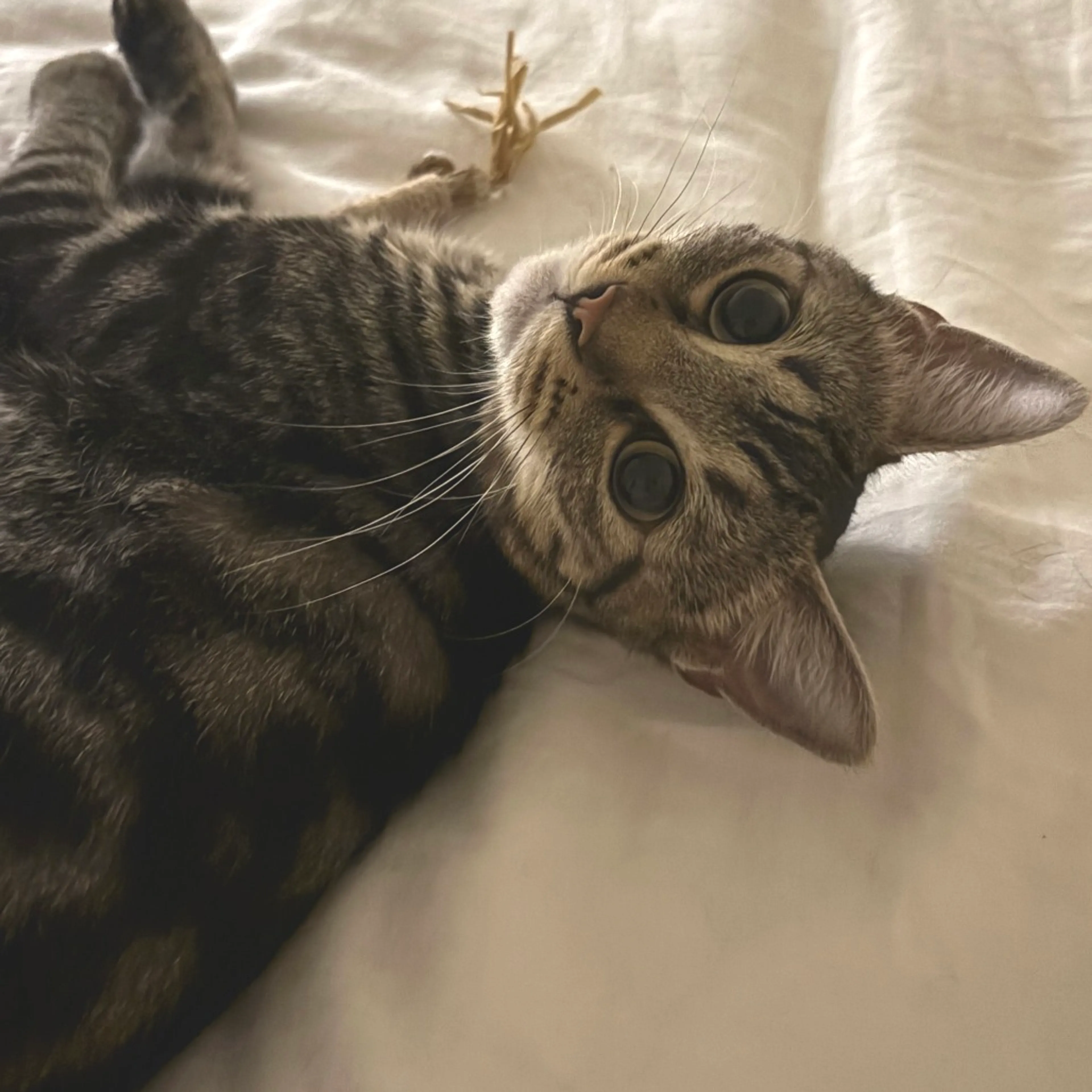 cdn image