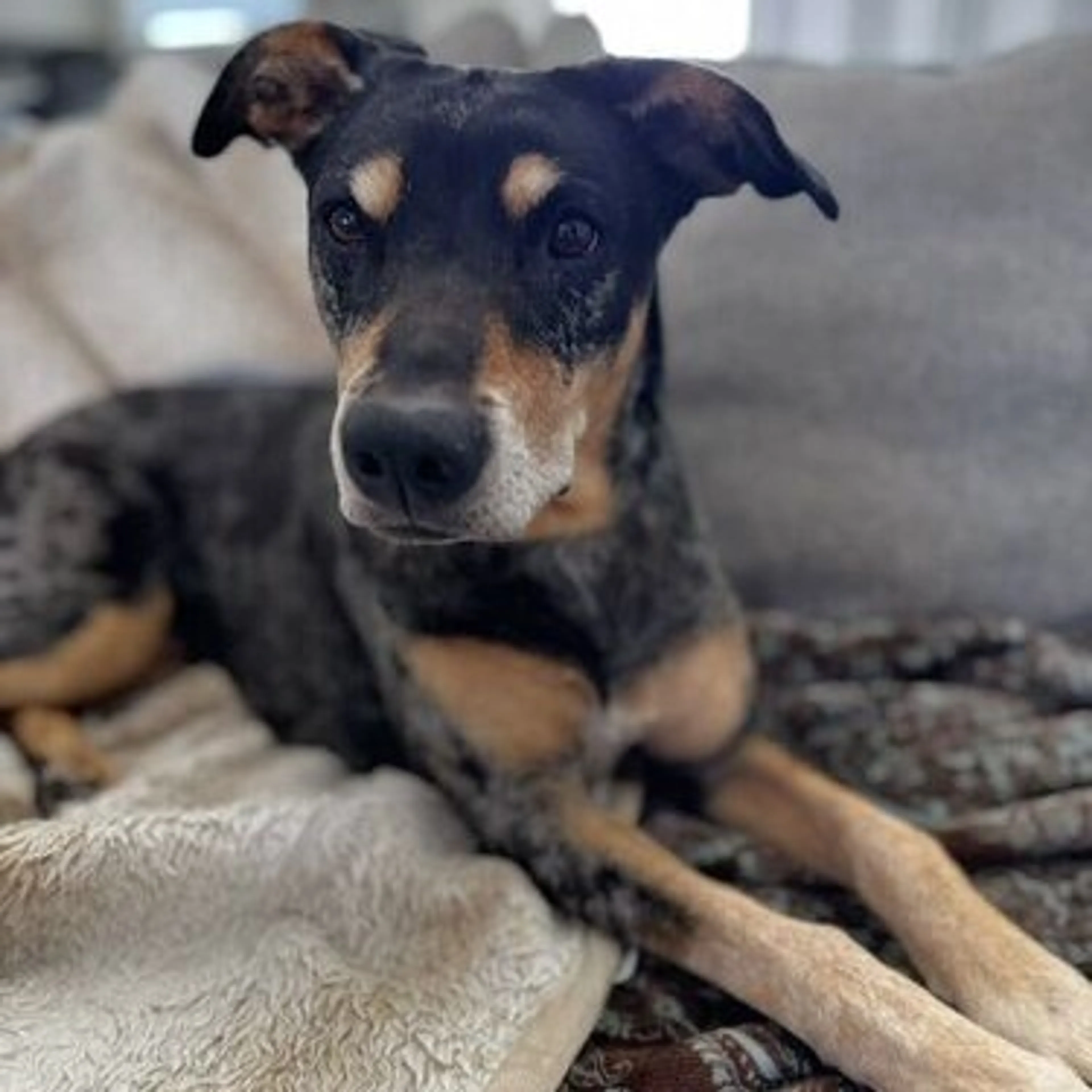 cdn image