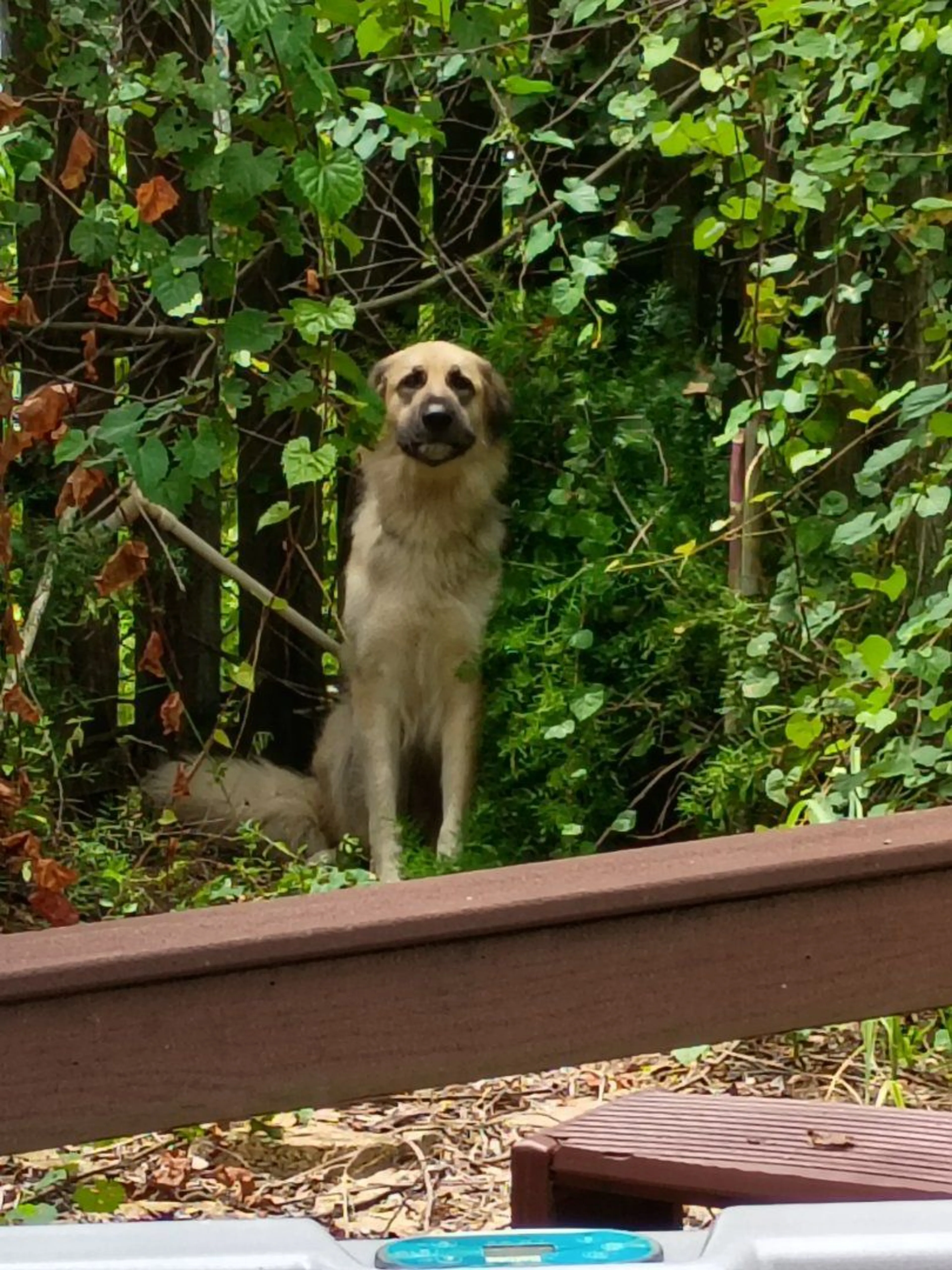 cdn image