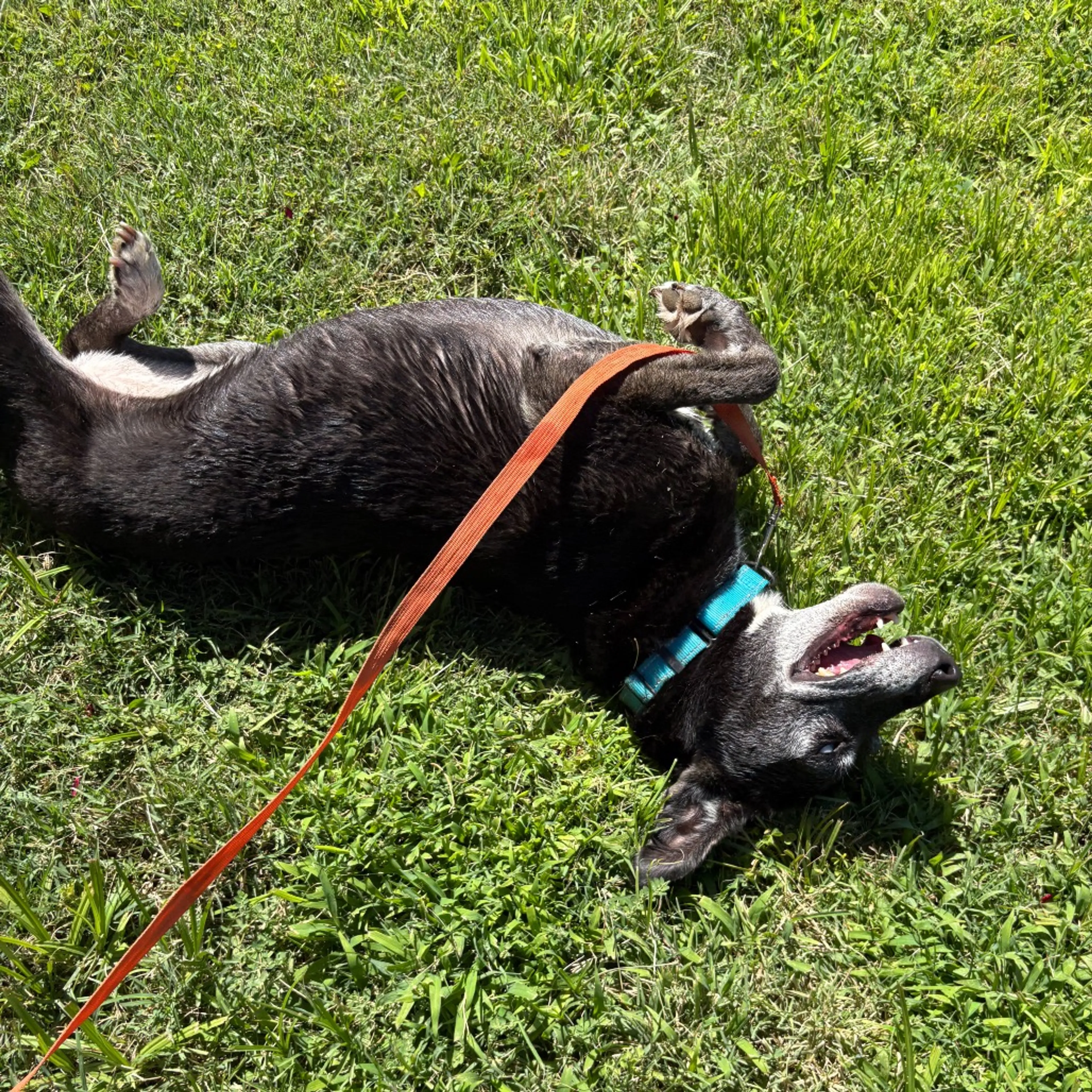 cdn image
