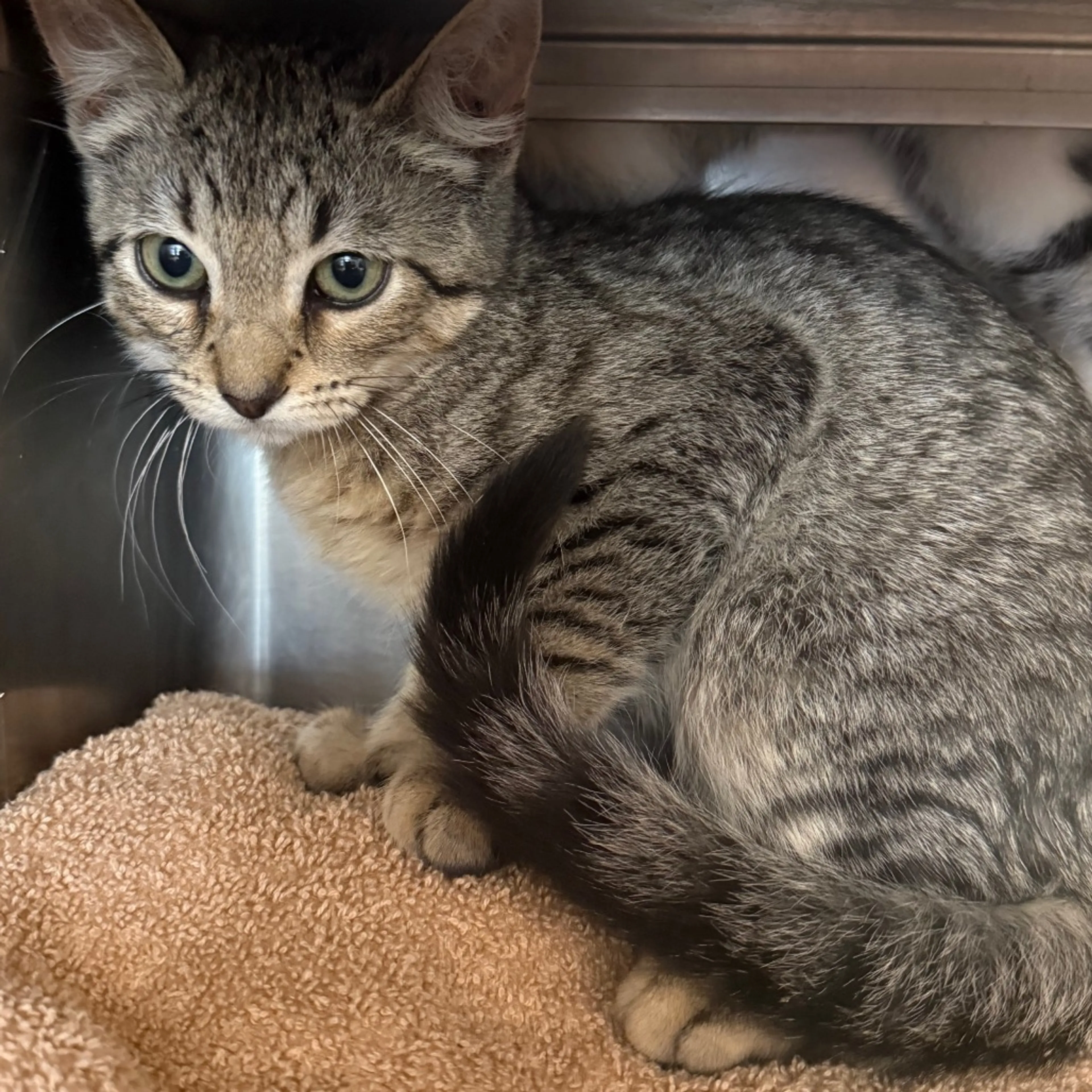 cdn image