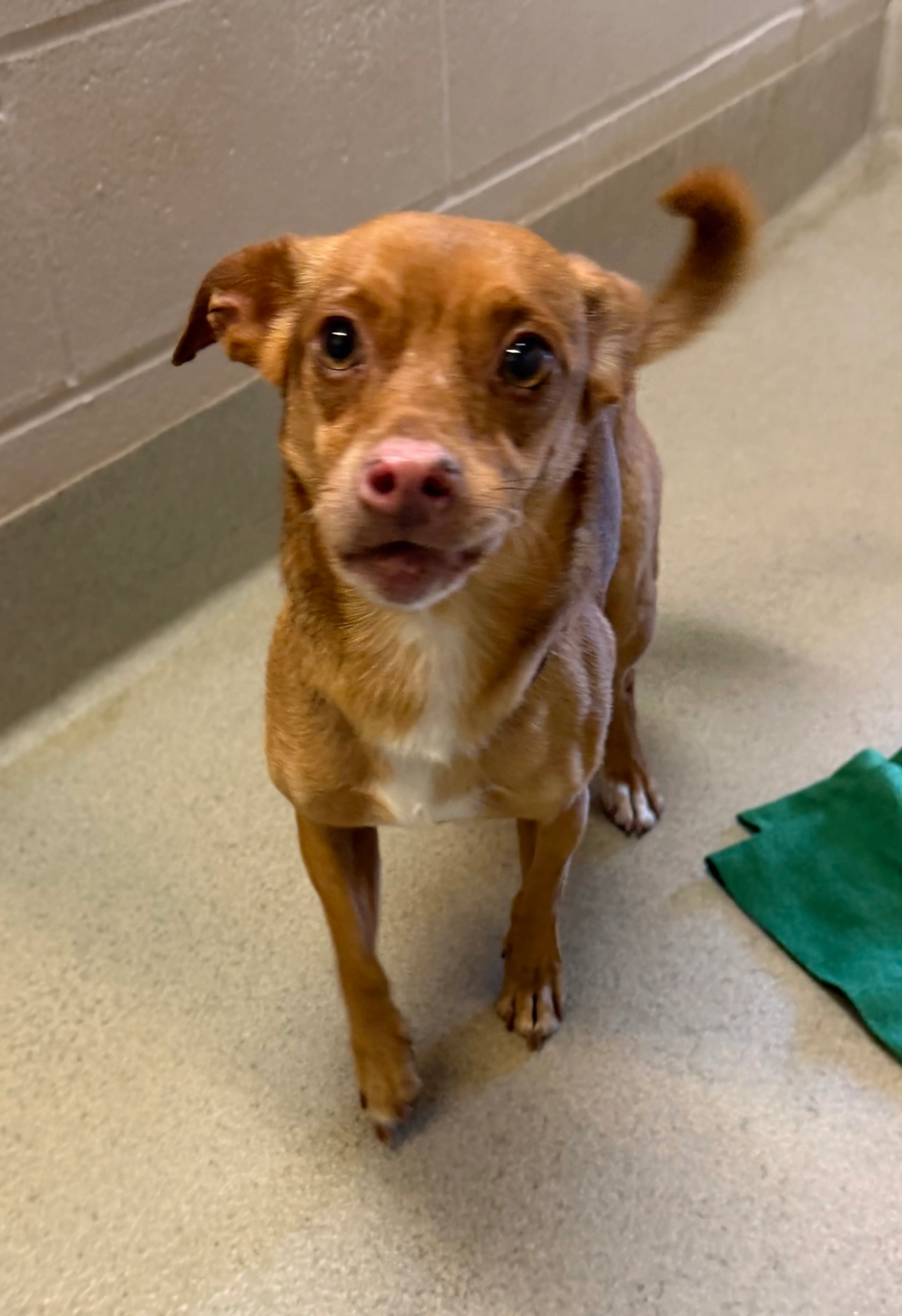 cdn image