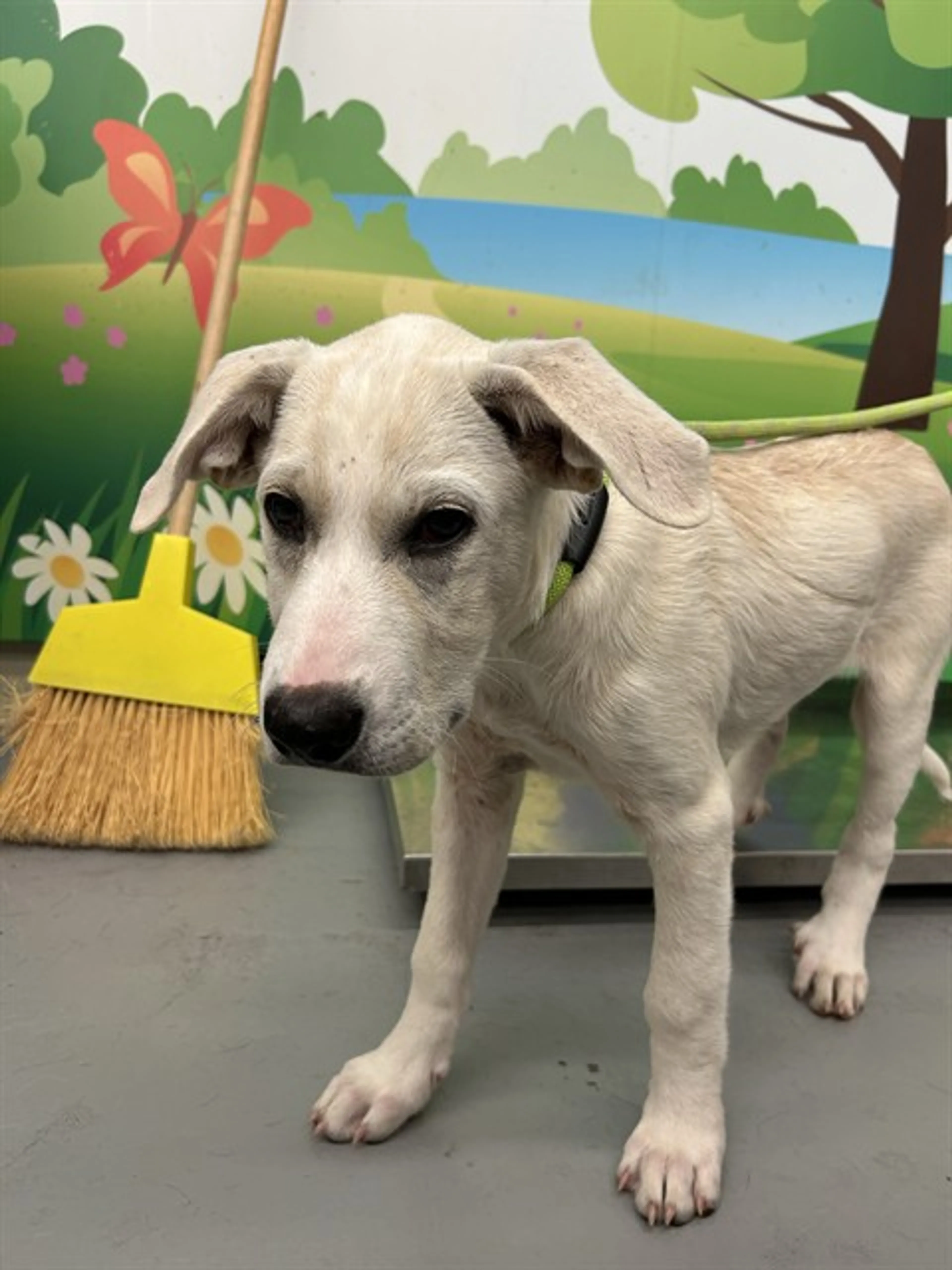 cdn image
