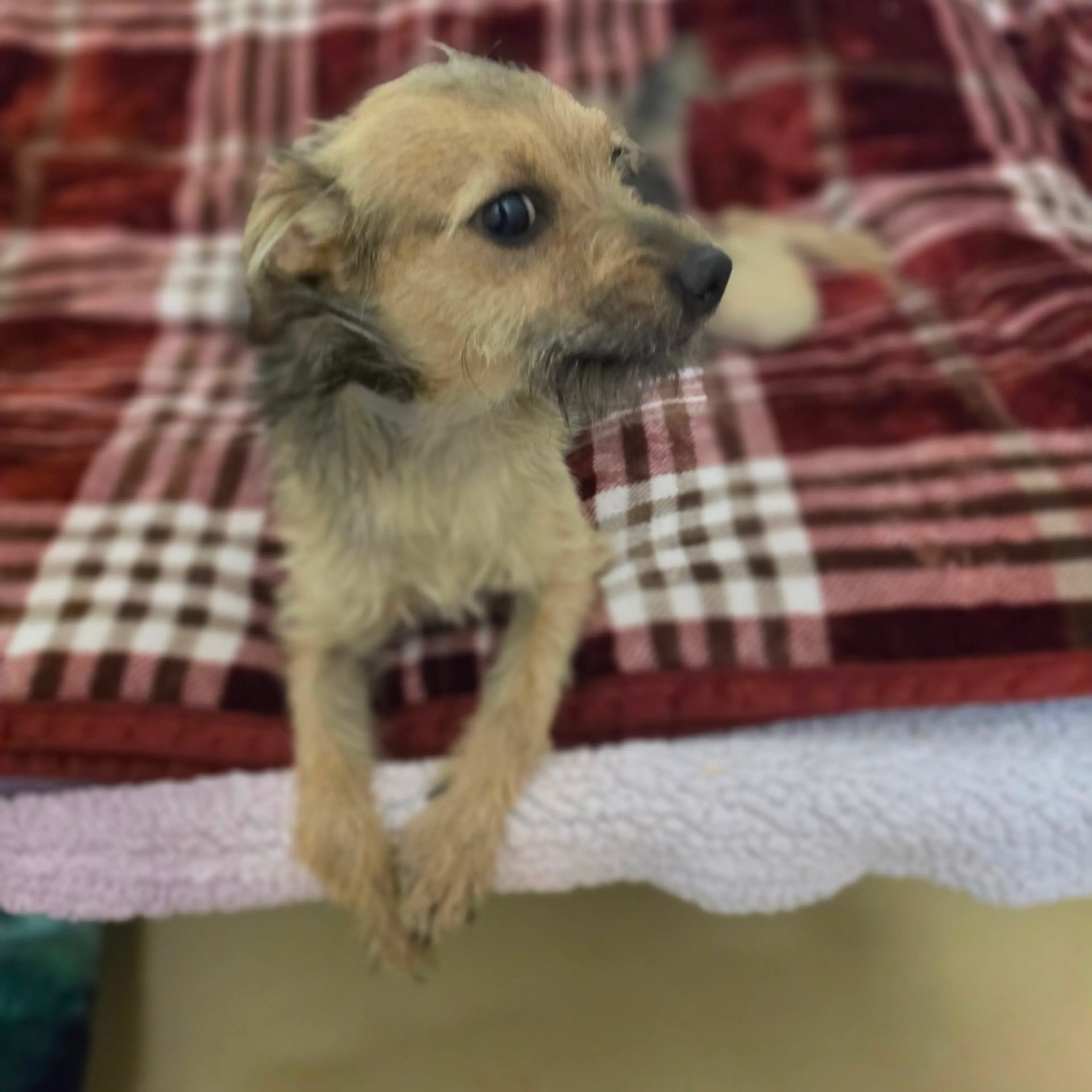 -6