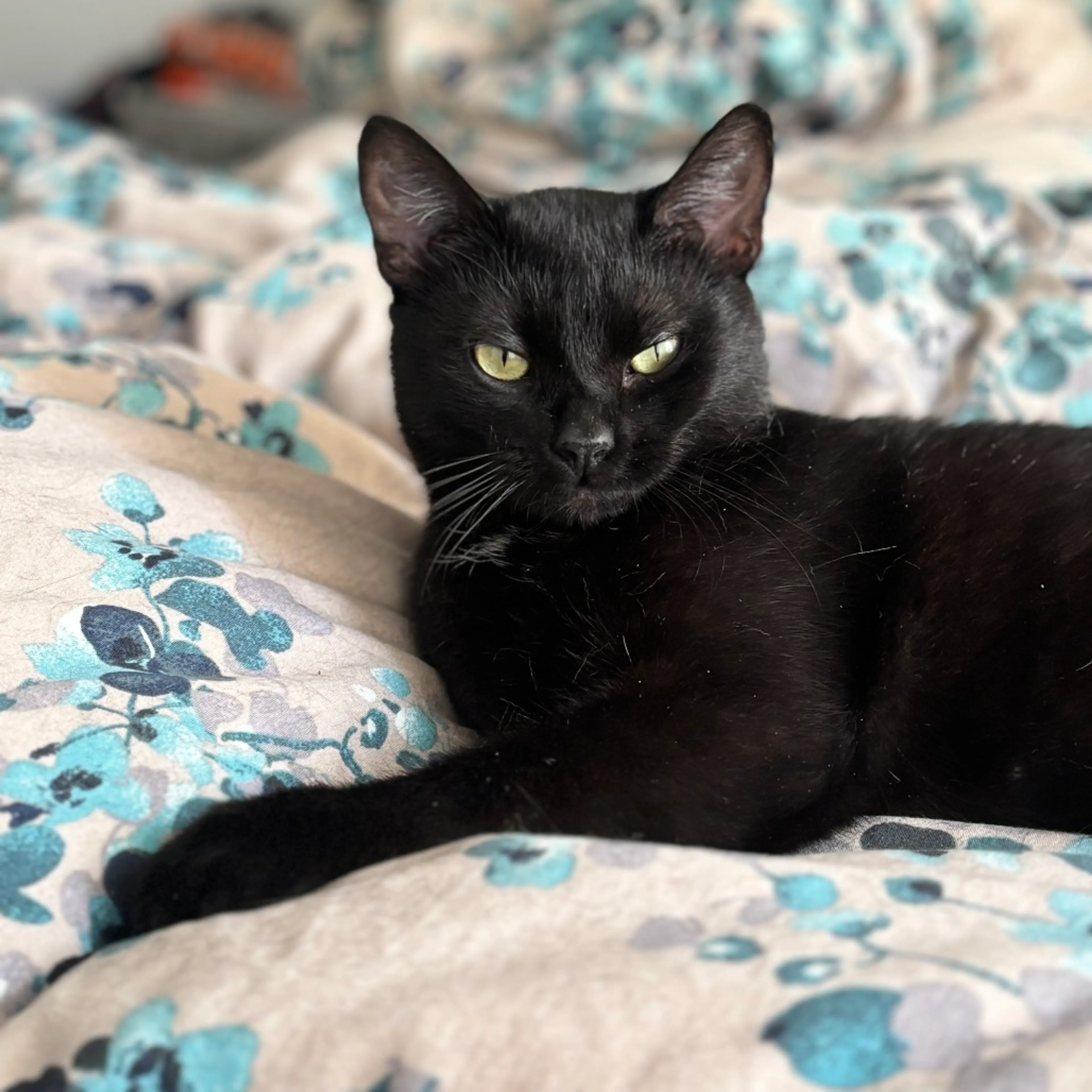 cdn image